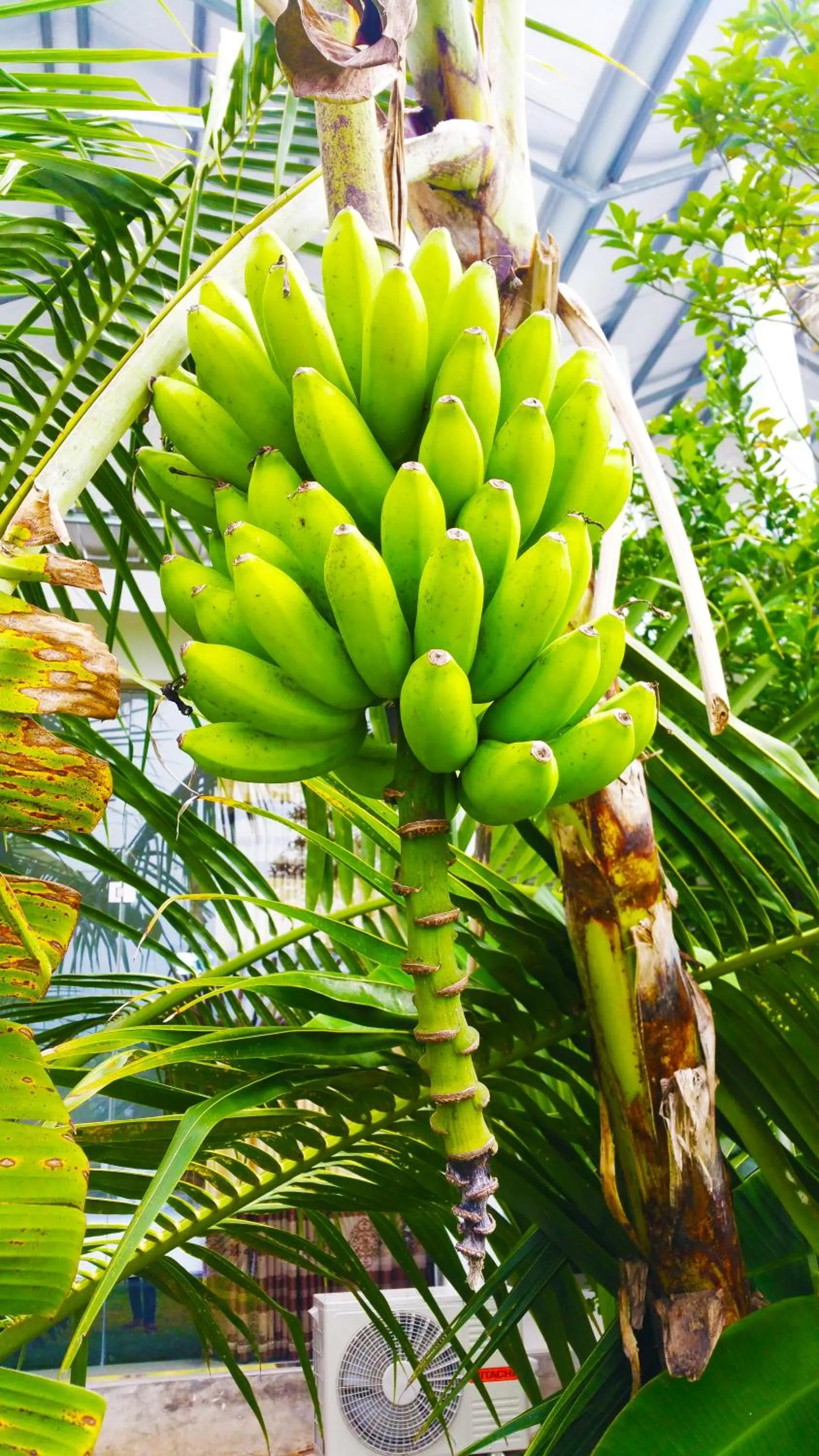 Garden in Rivonway Hotel Polonnaruwa