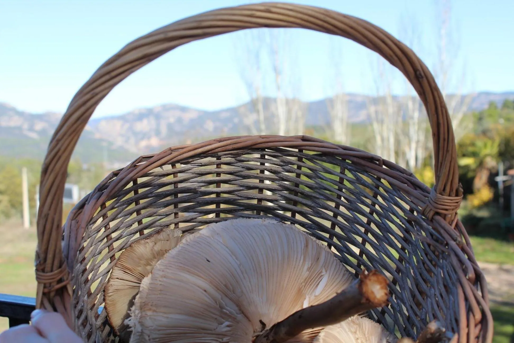 Balcony/Terrace in El Mesón de Despeñaperros
