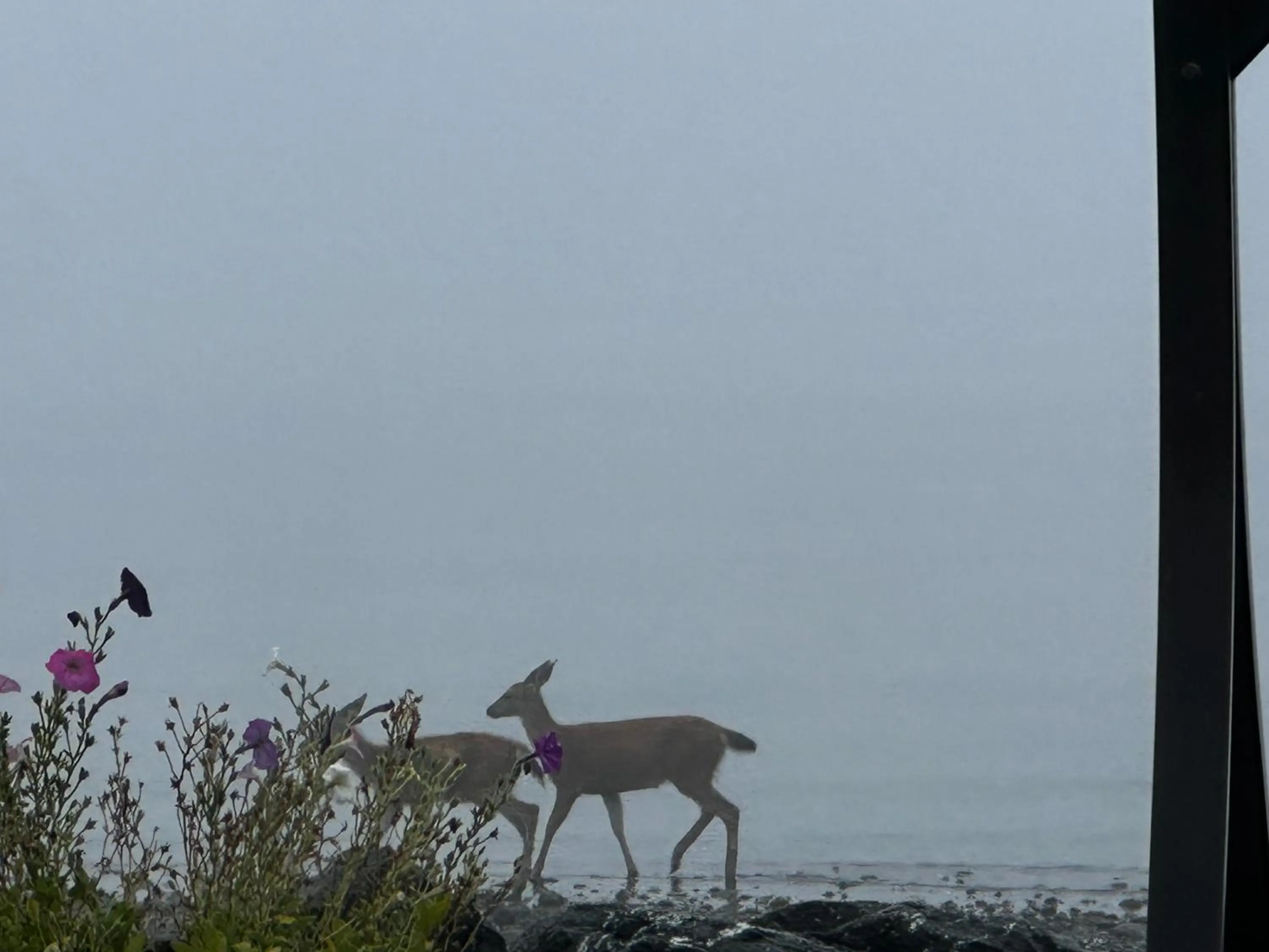 Beach in Sand Pebbles Inn