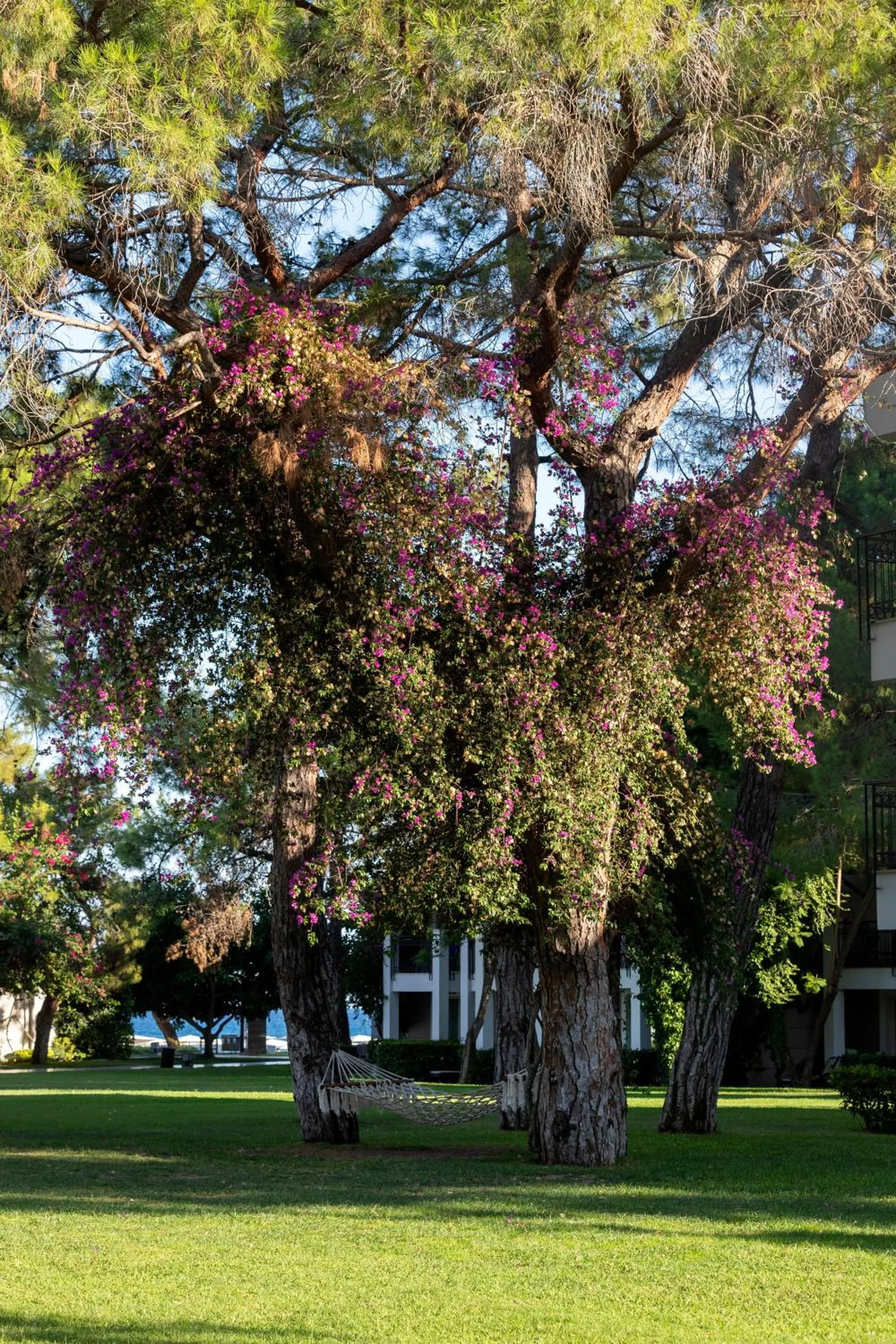 Garden in Sherwood Exclusive Kemer - Kids Concept