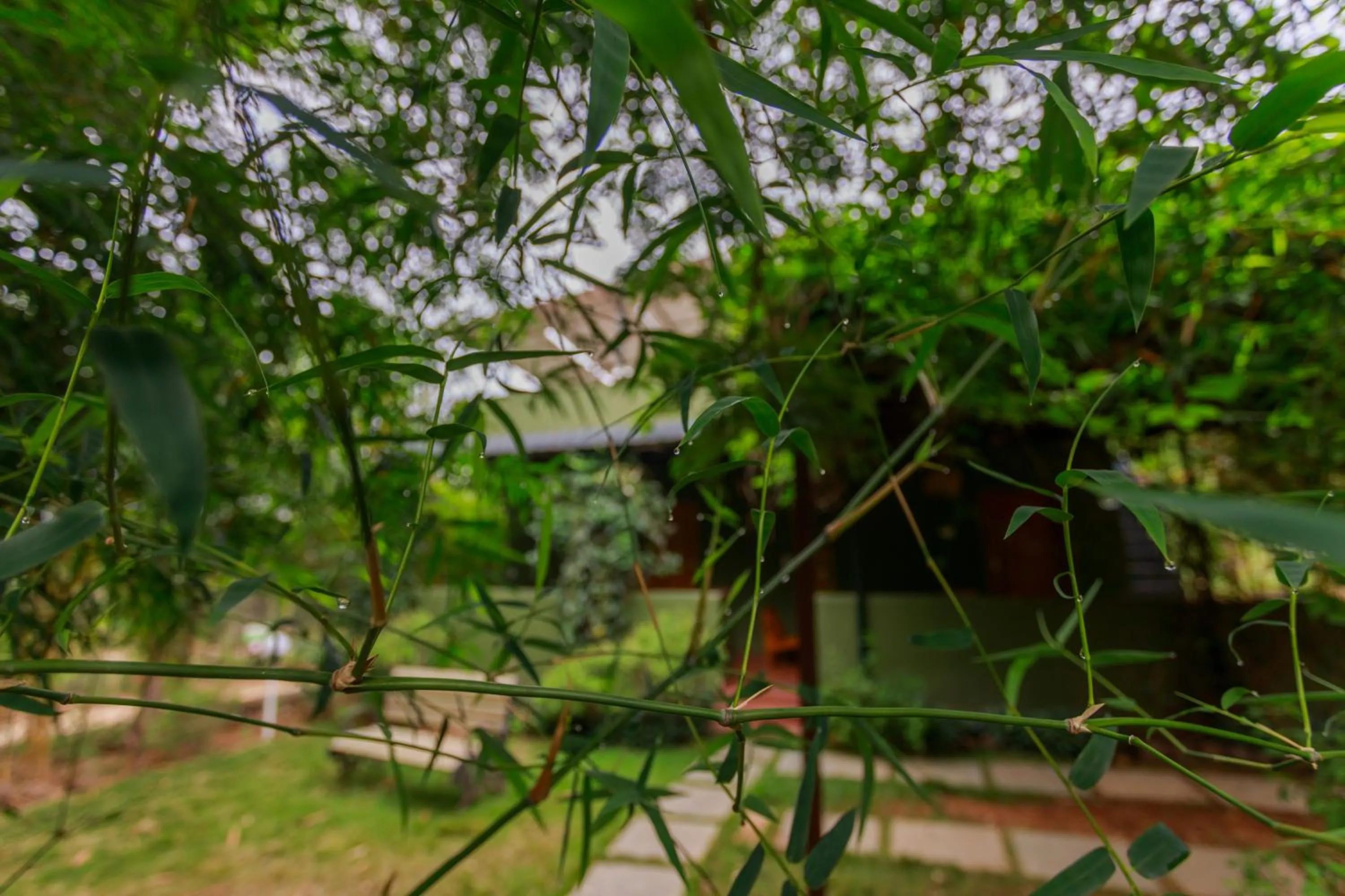 Garden in SR Jungle Resort