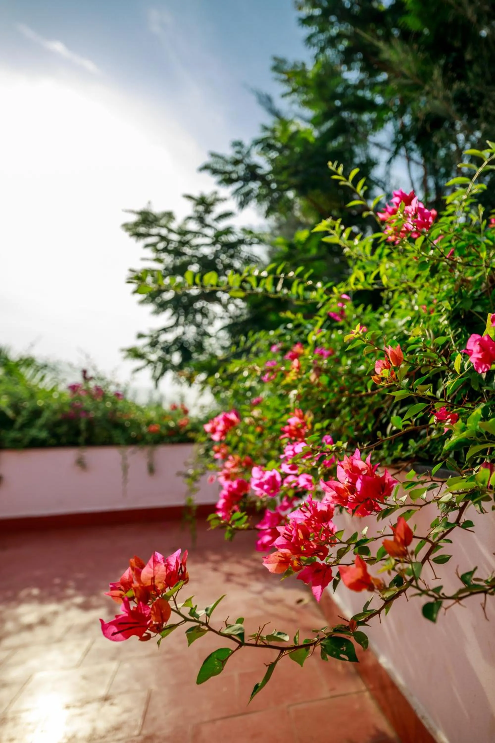 Garden in SR Jungle Resort