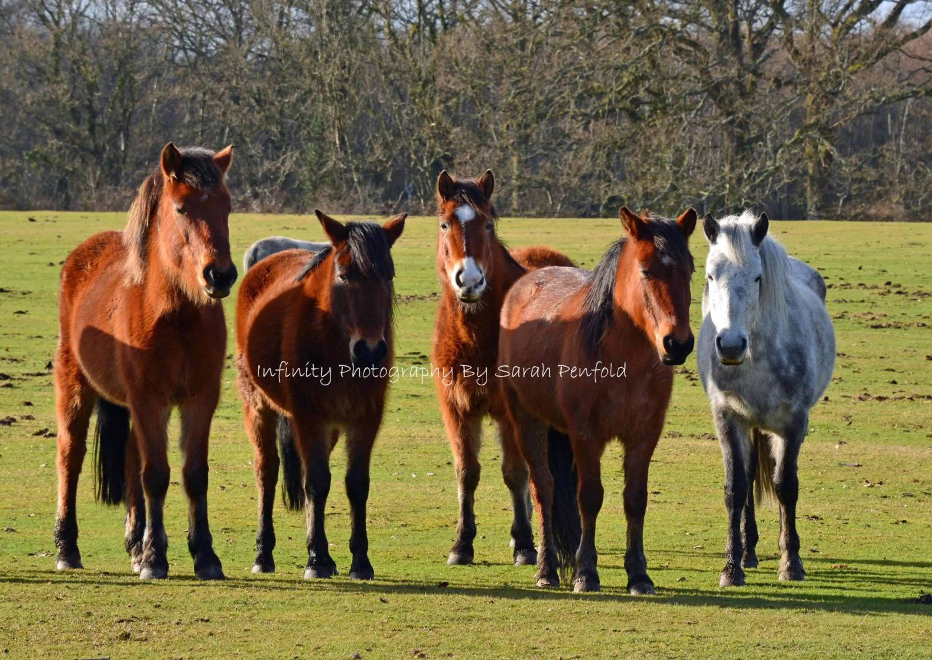 Animals in Rosedale Bed and Breakfast