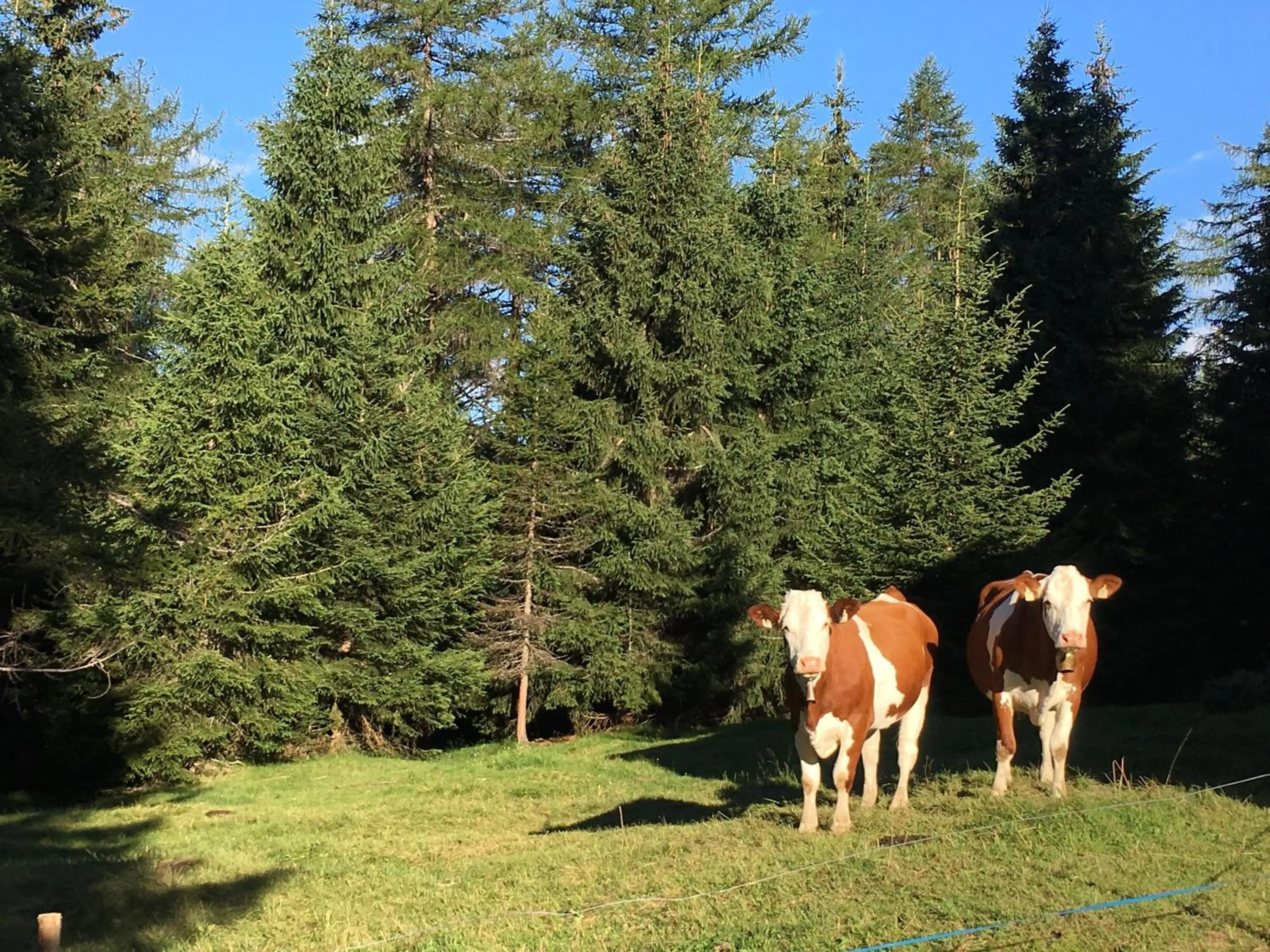 Animals in Garni Enrosadira