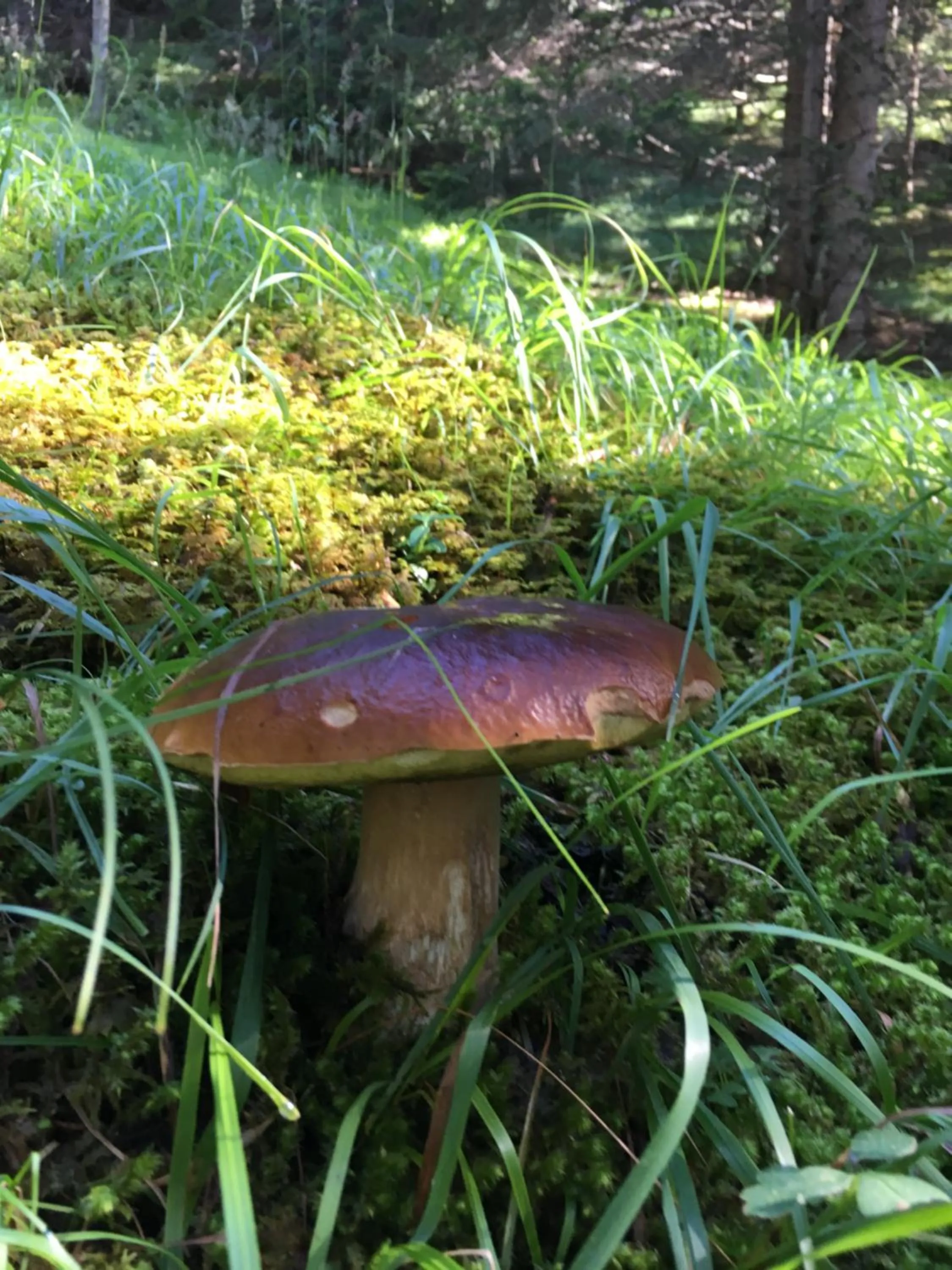 Sports in Garni Enrosadira