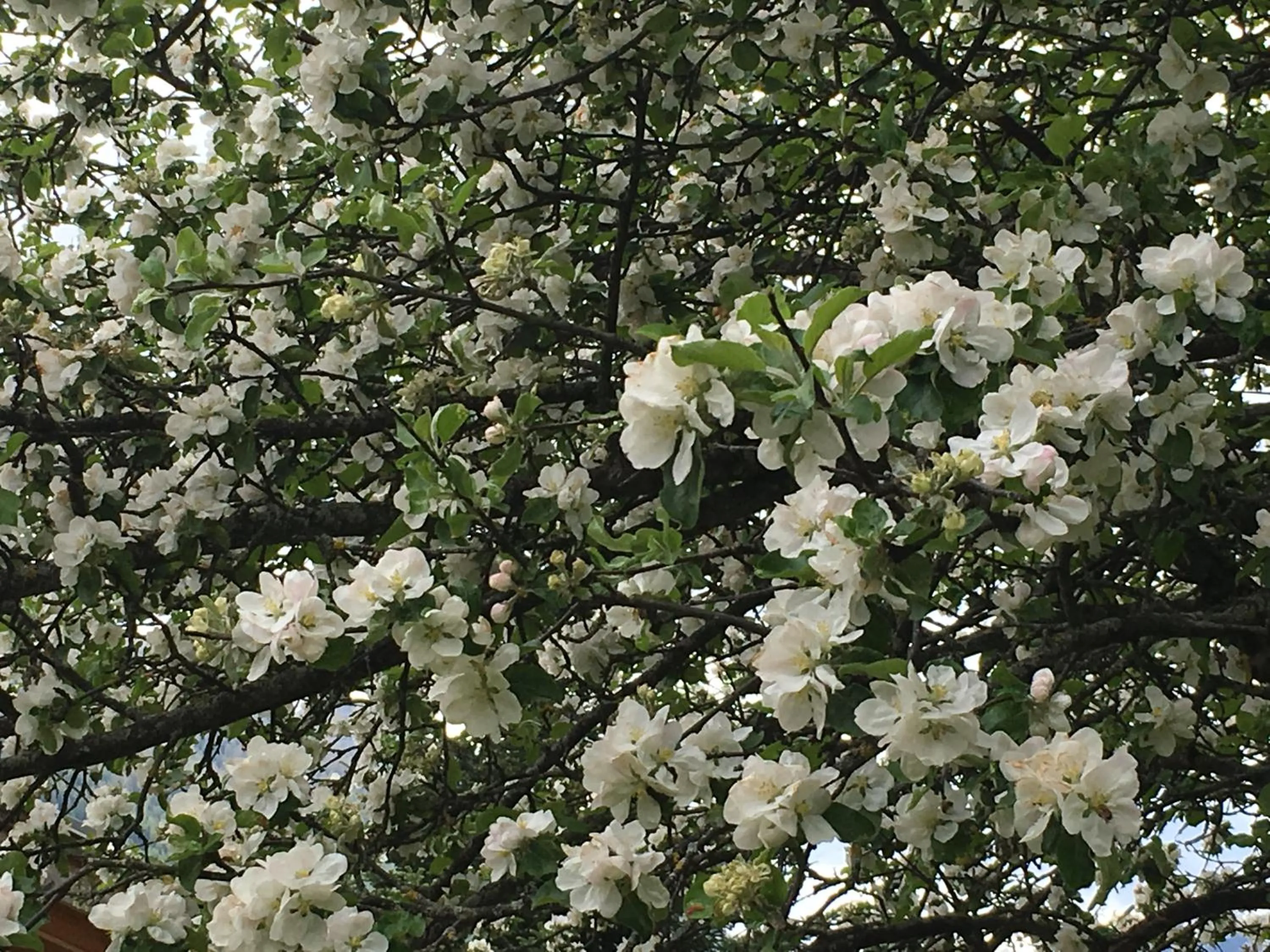 Spring in Garni Enrosadira
