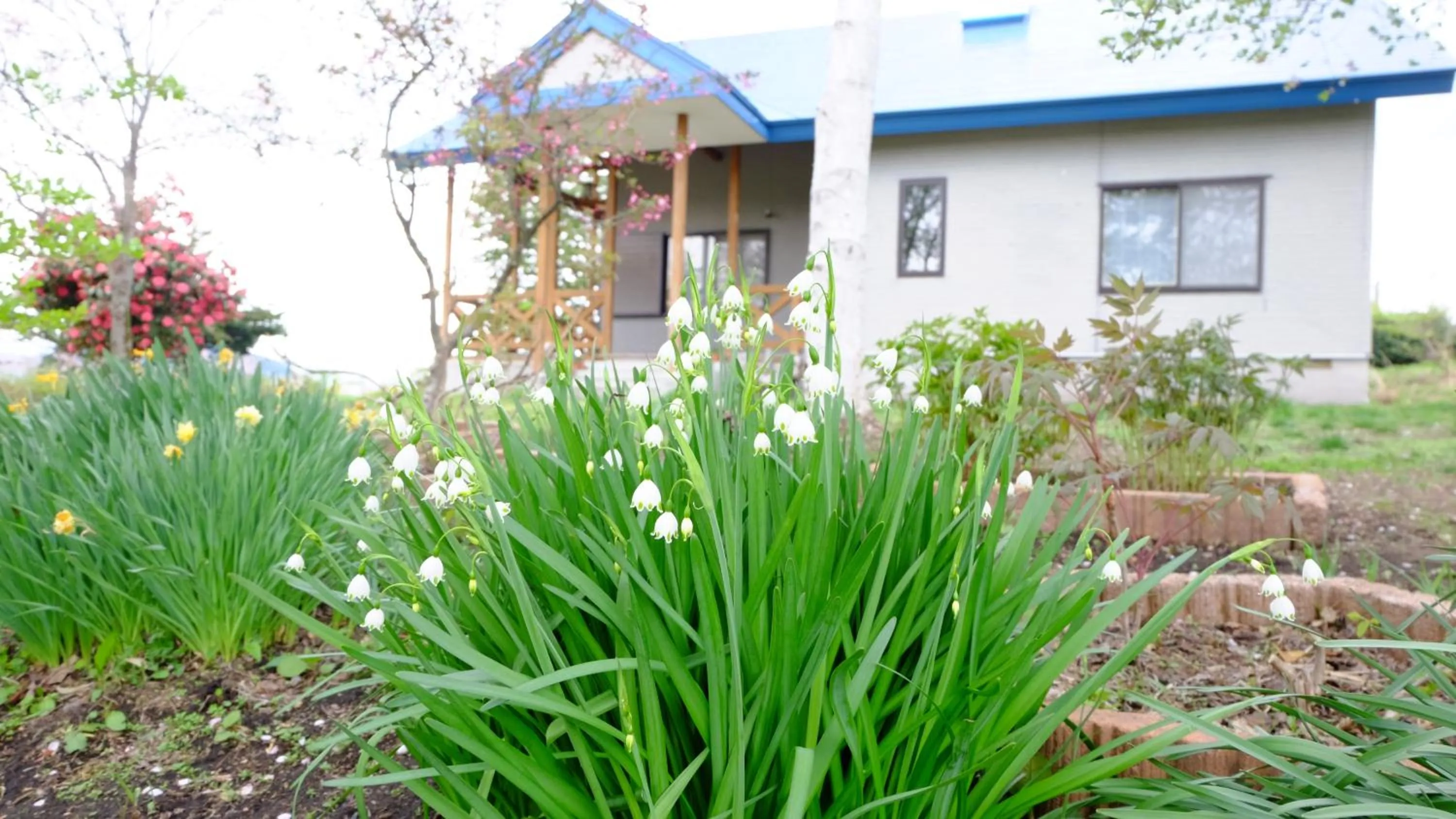 Hoshino Oka in Owani