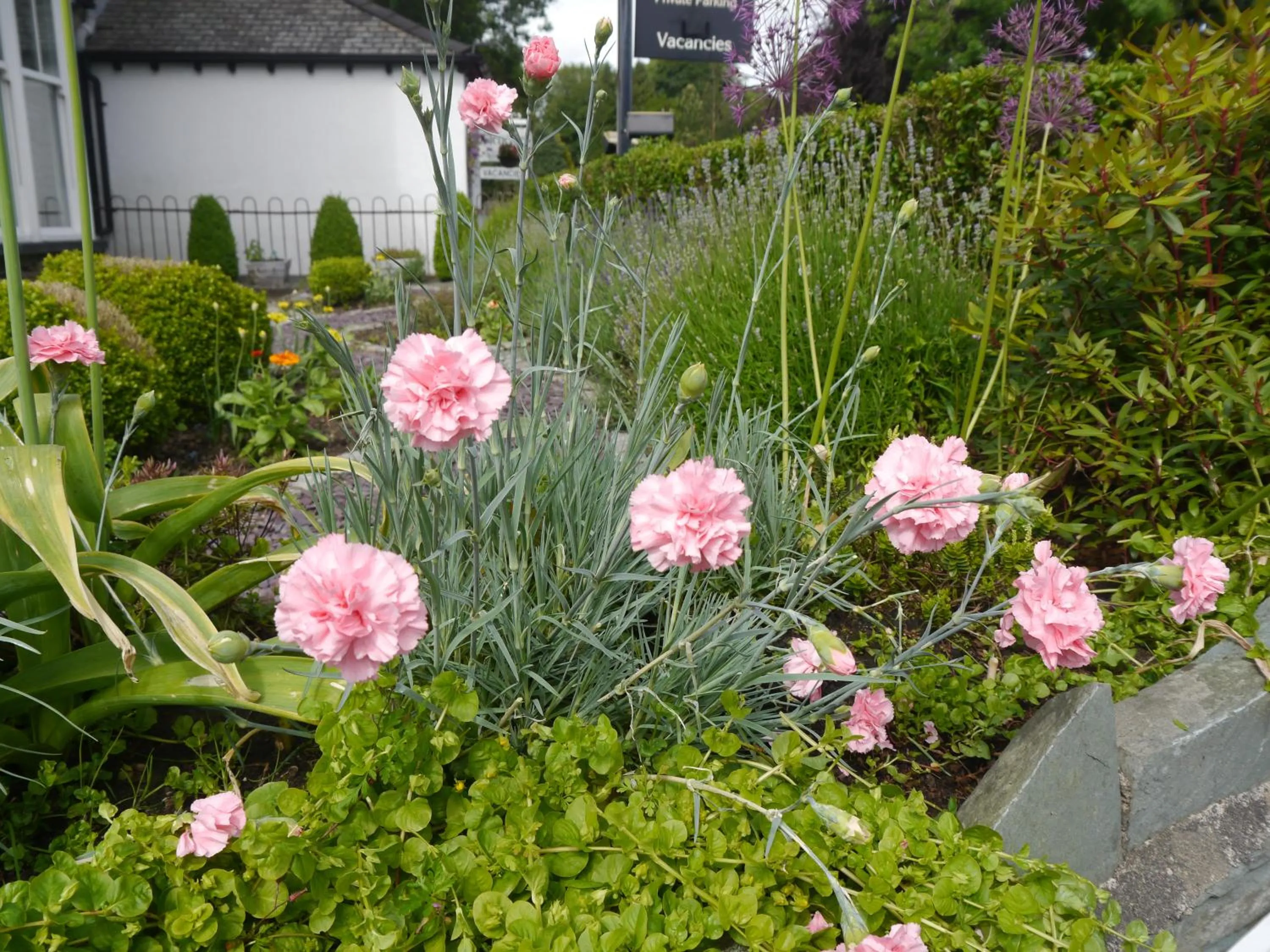 Garden in Hawksmoor Guest House