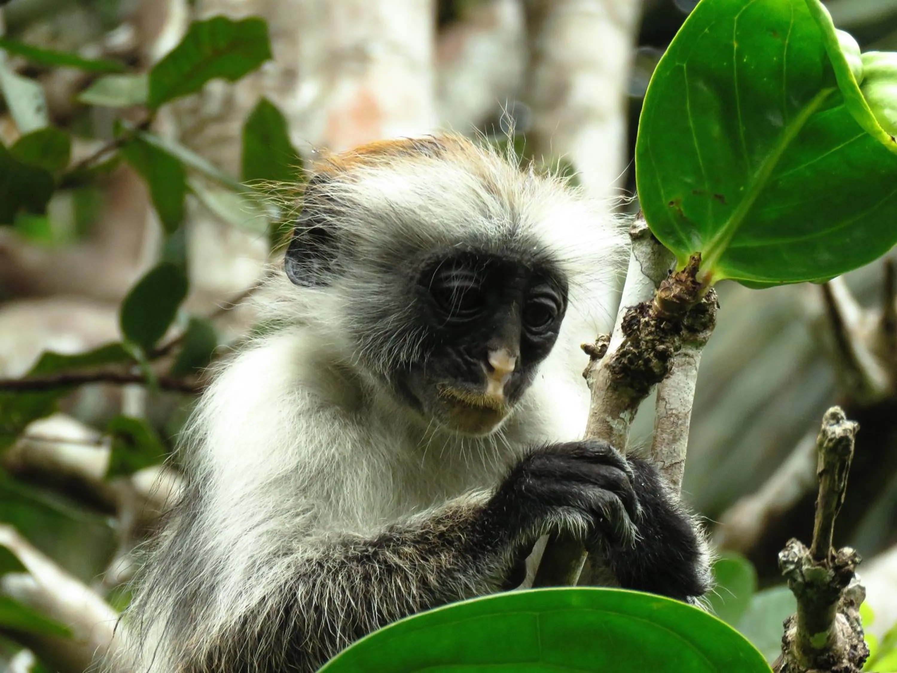 Off site in Kivulini Lodge and Restaurant