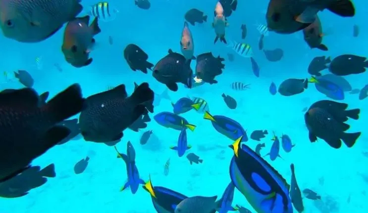 Snorkeling in Kivulini Lodge and Restaurant