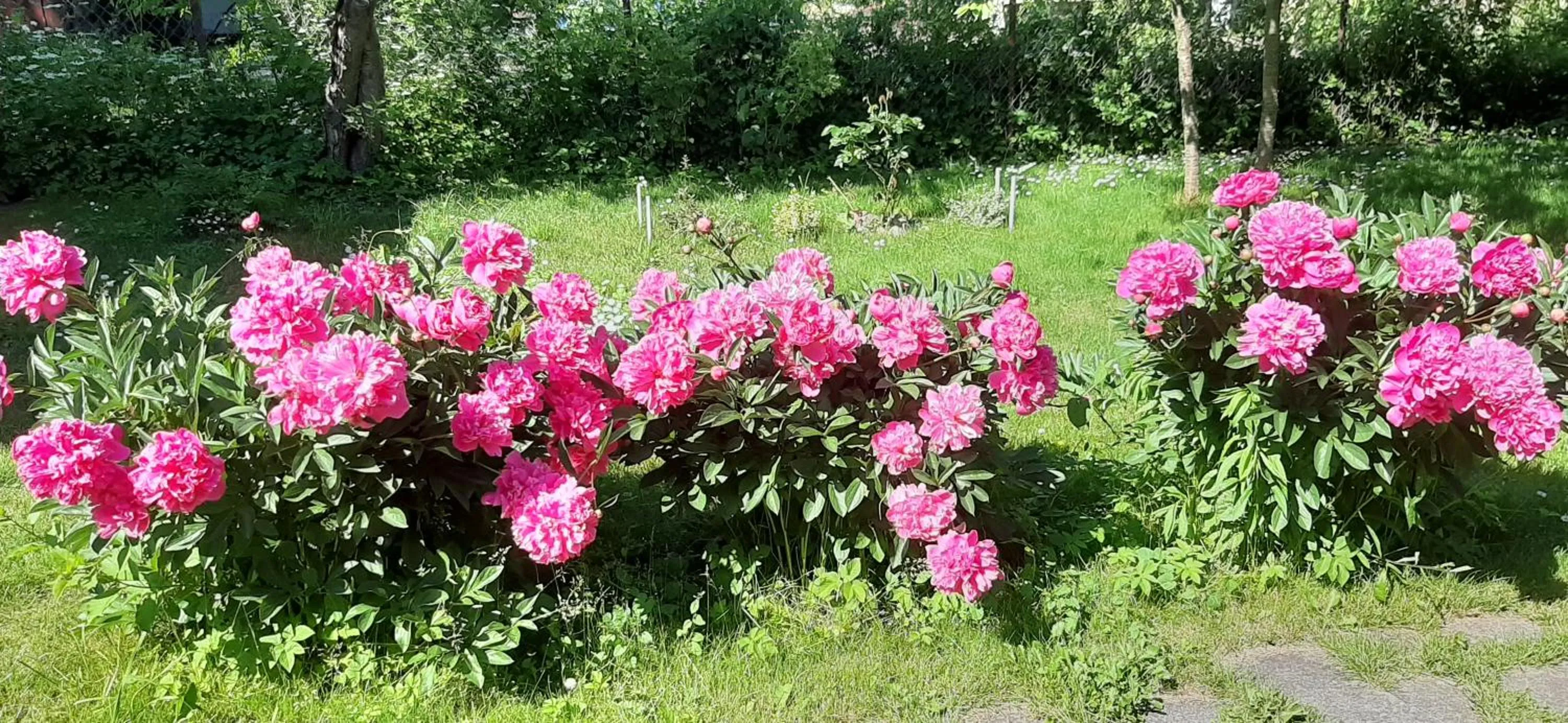 Hostel Mamas & Papas