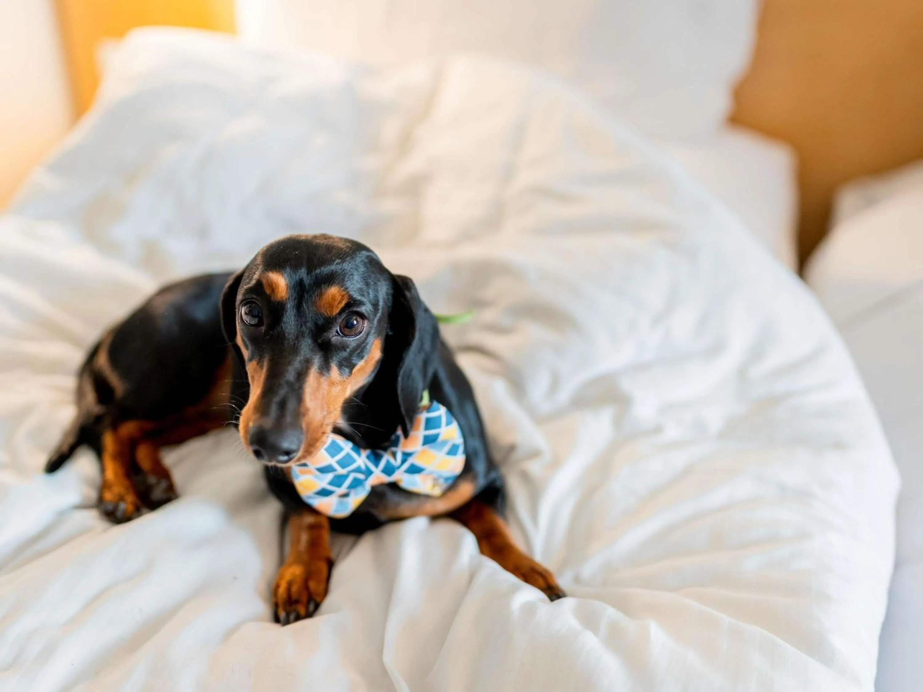 Bedroom, Bed in Ibis Guadalajara Expo