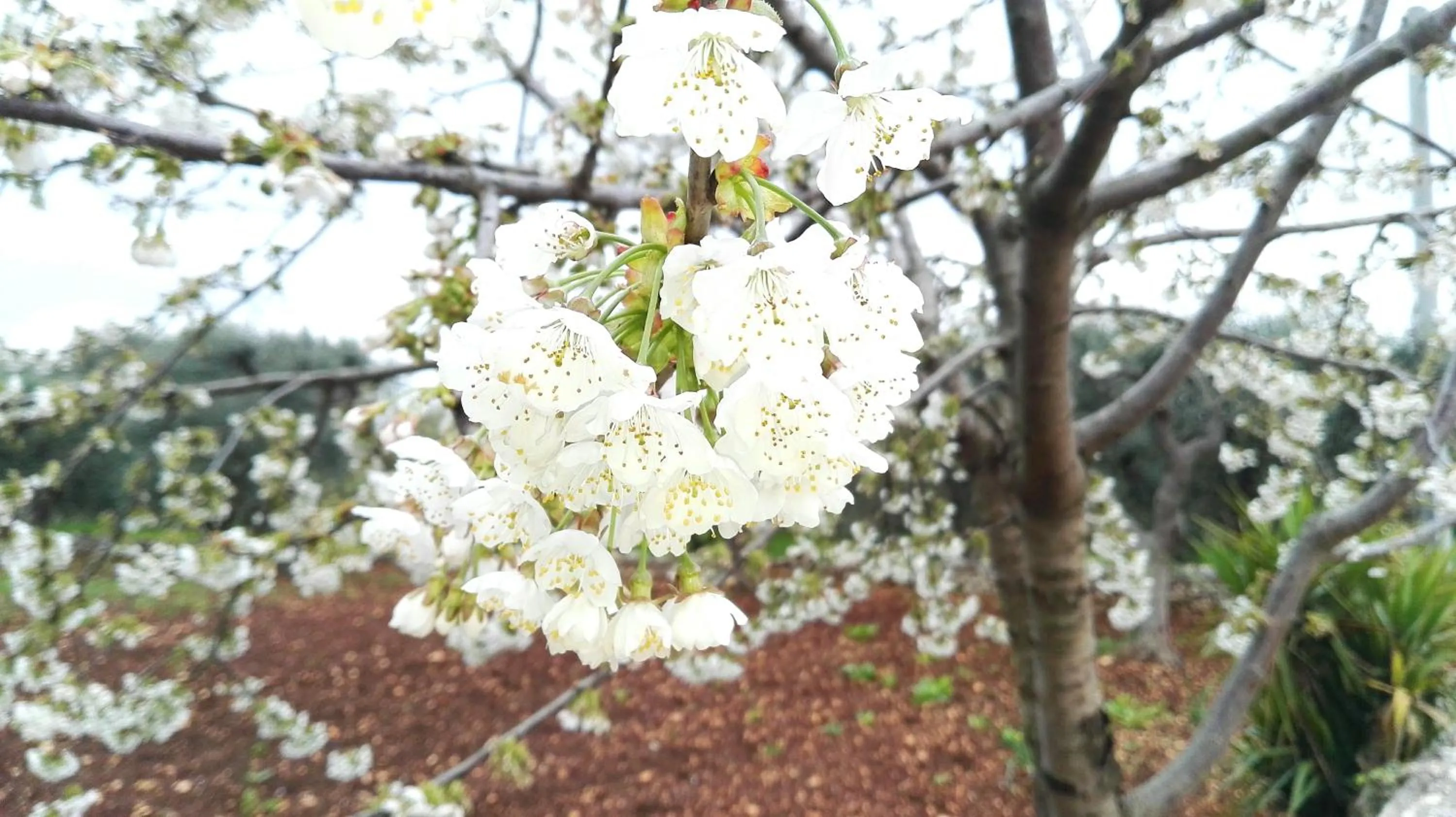Trulli Sciummo Relais