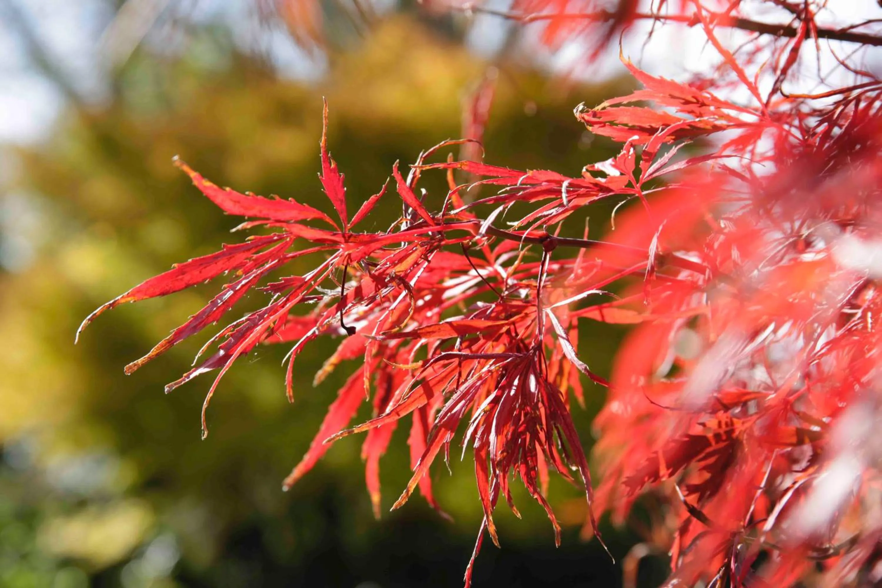 Garden in Somersal Bed & Breakfast