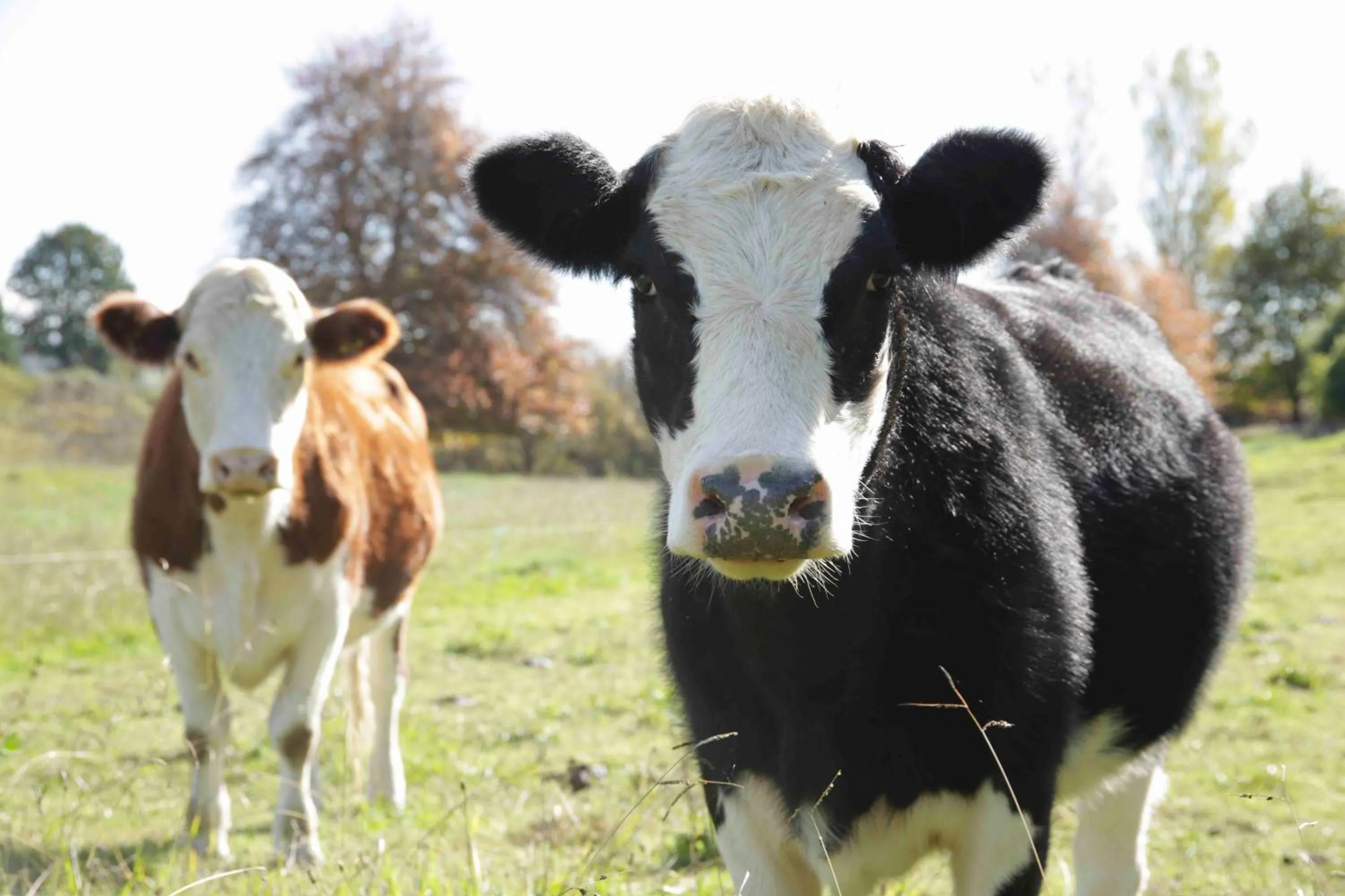 Animals in Somersal Bed & Breakfast