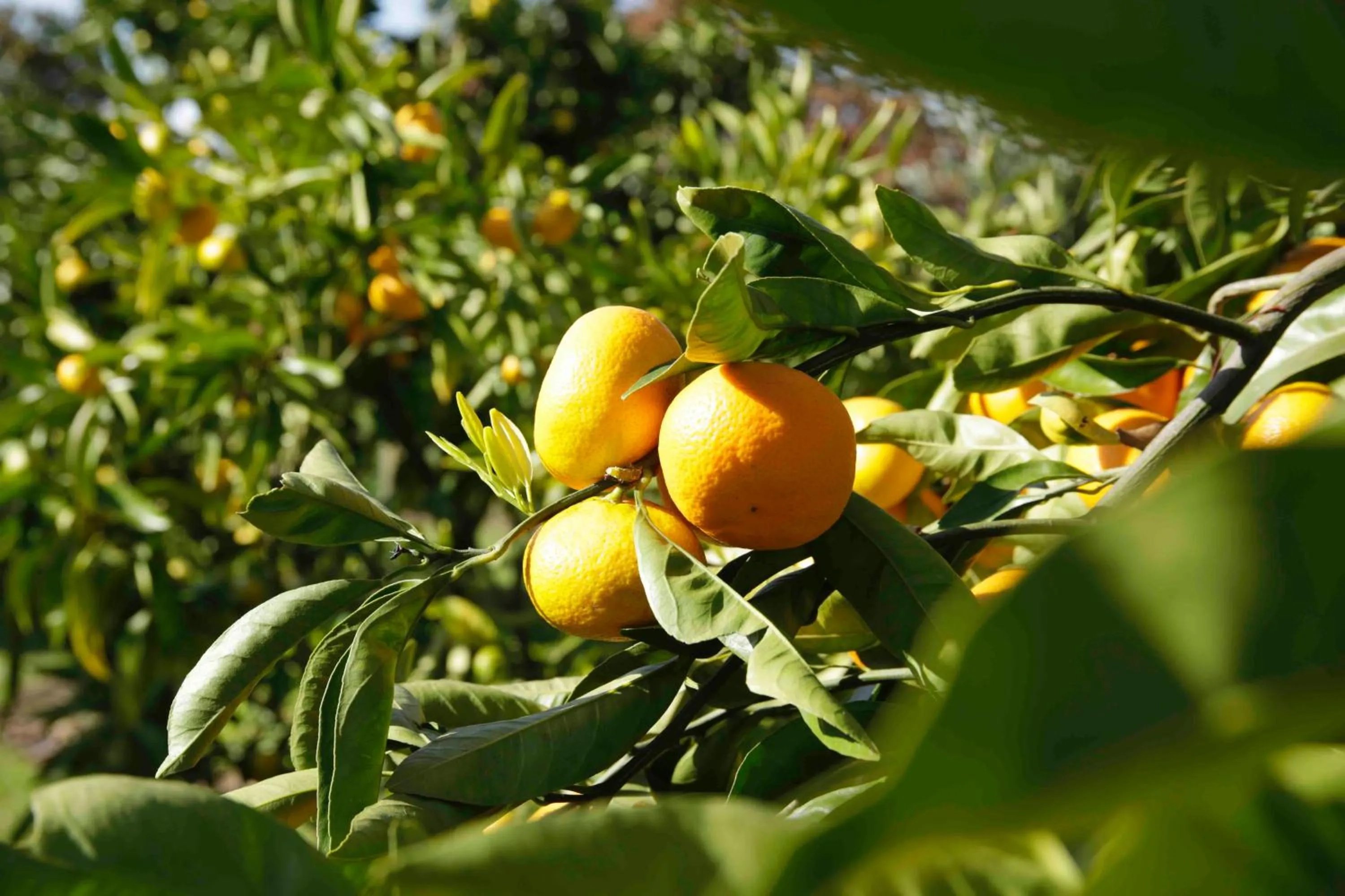 Food in Somersal Bed & Breakfast