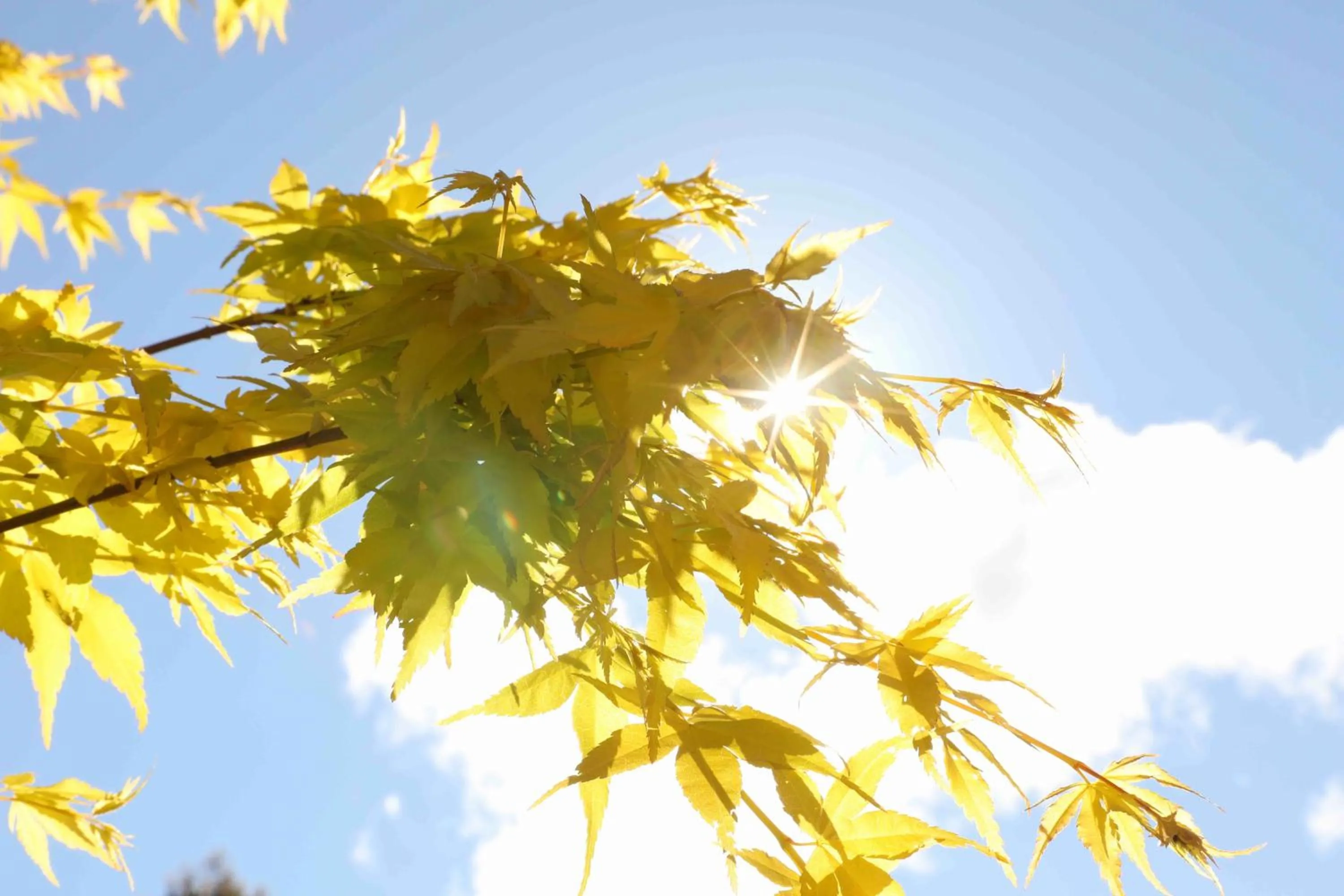 Garden in Somersal Bed & Breakfast