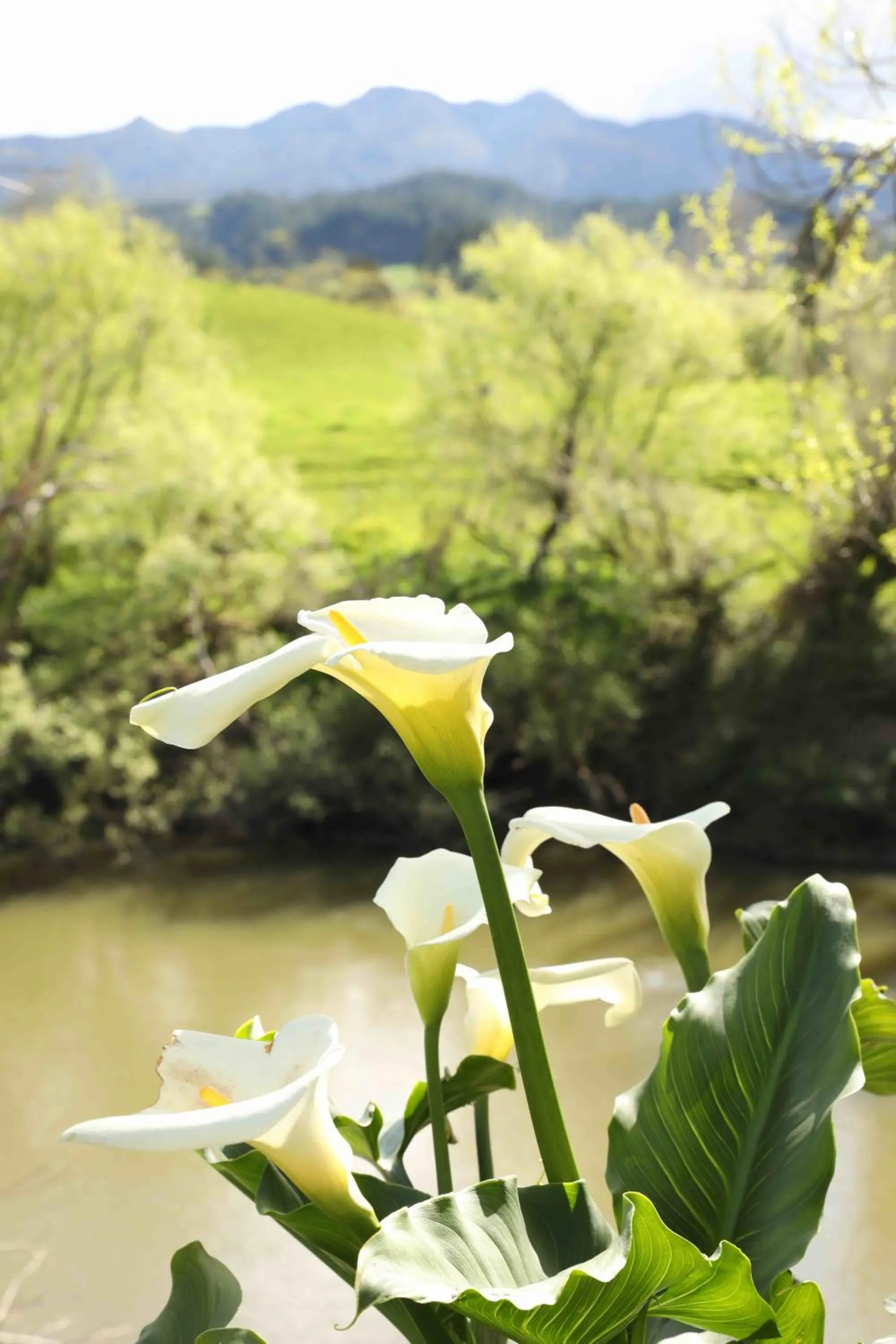 Natural landscape in Somersal Bed & Breakfast