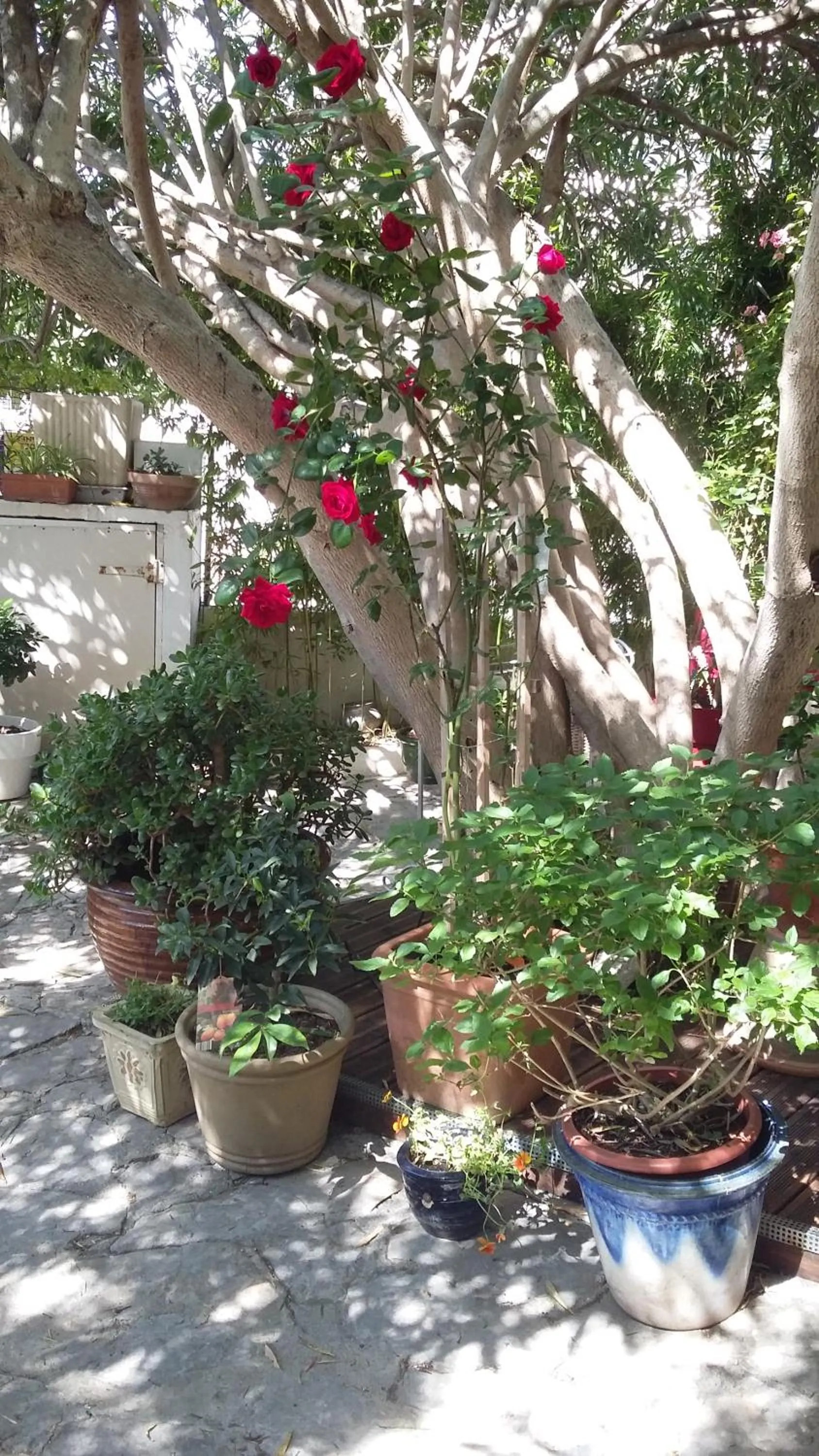 Garden view in Cielito Lindo