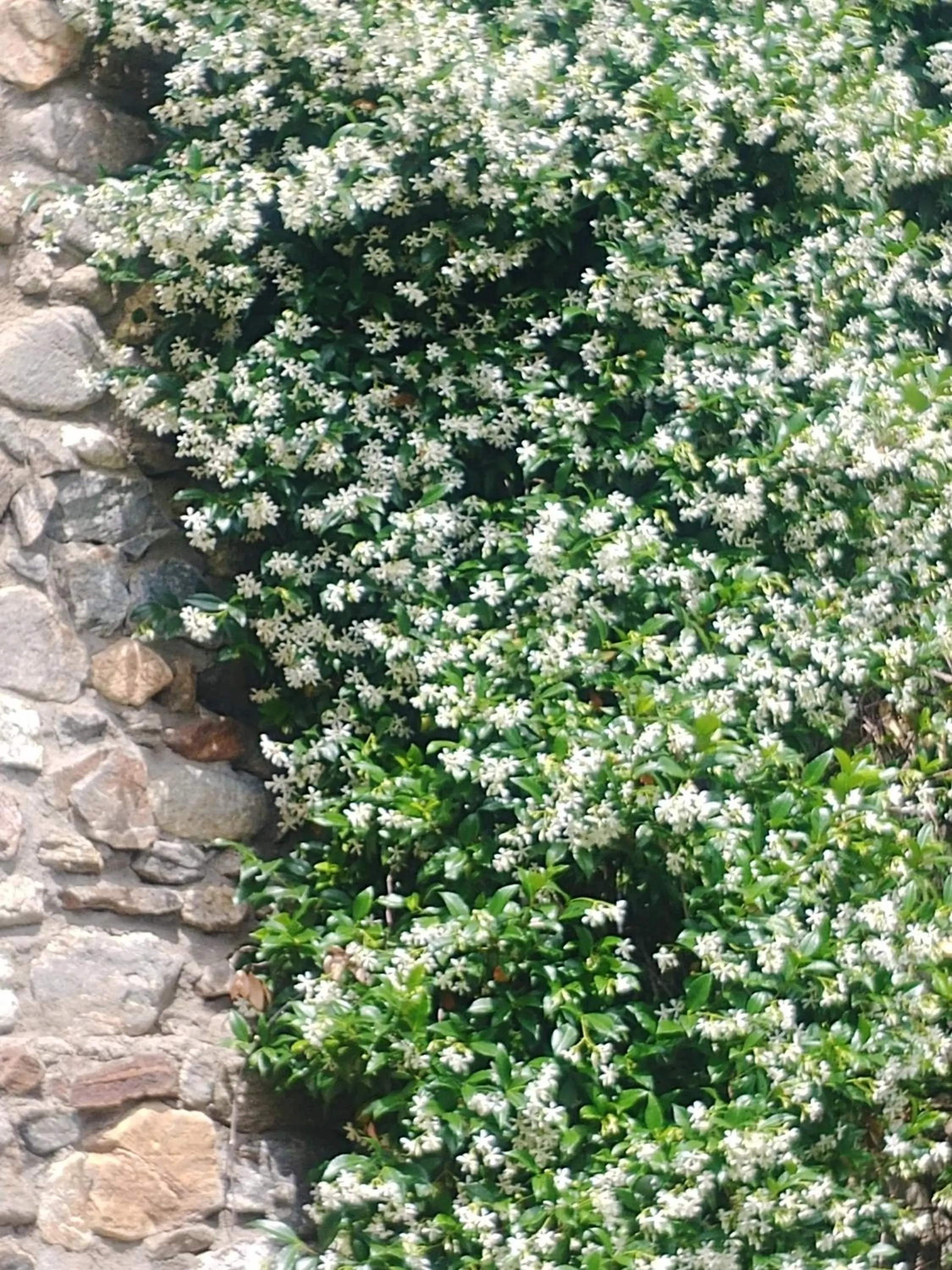 Garden in Nastou View Hotel