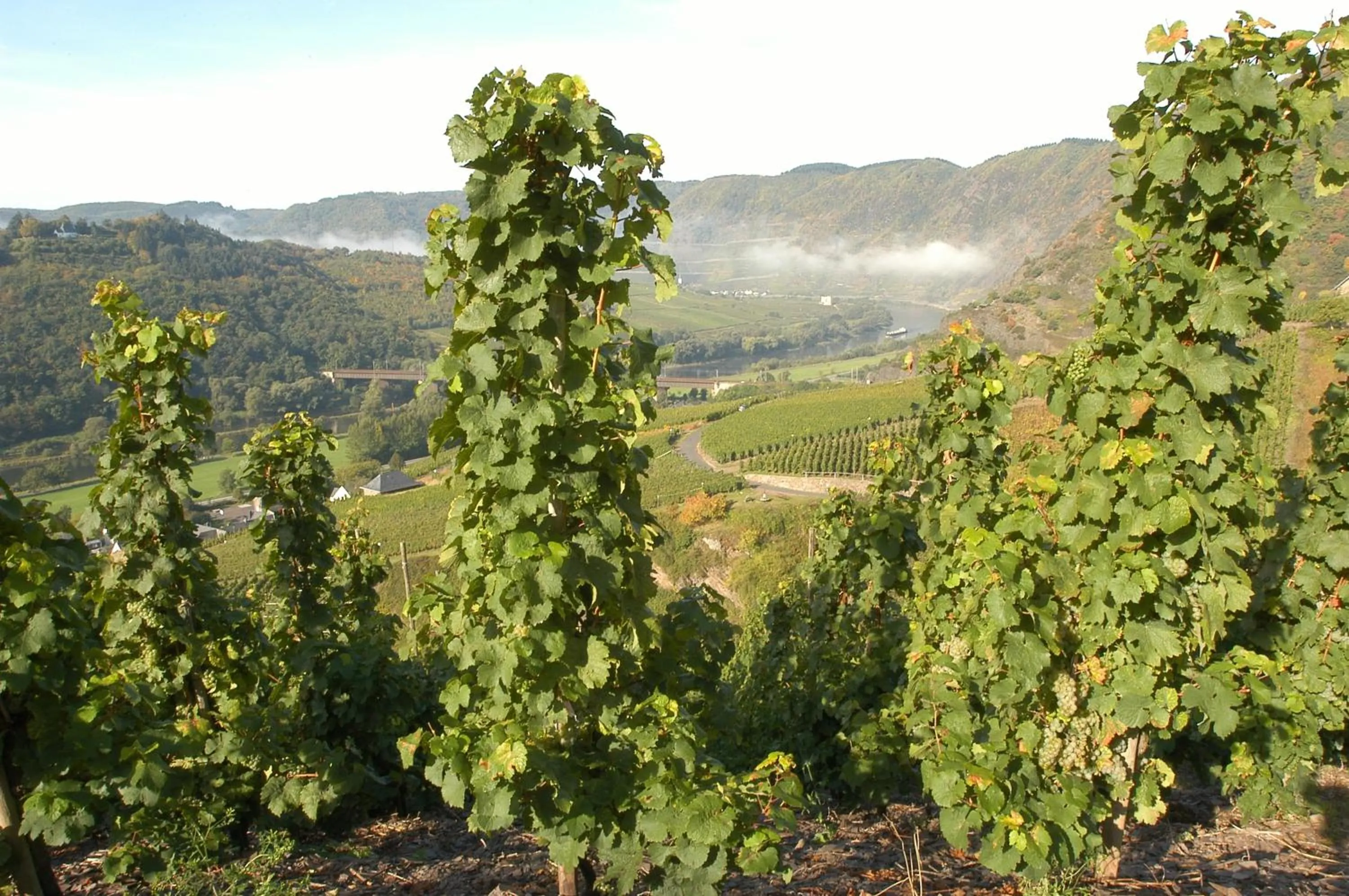 Natural landscape in Moselstern-Hotel "Weinhaus Fuhrmann"