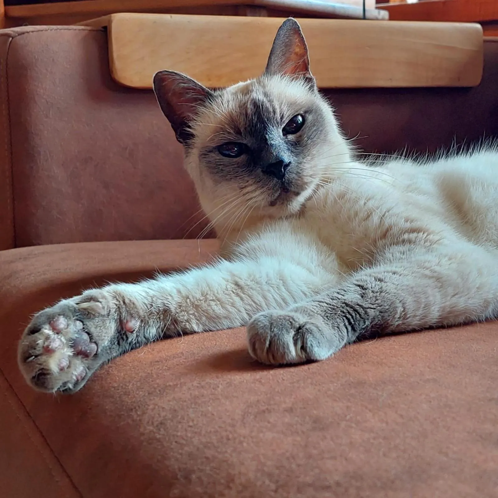 Pets in Hotel das Hortênsias