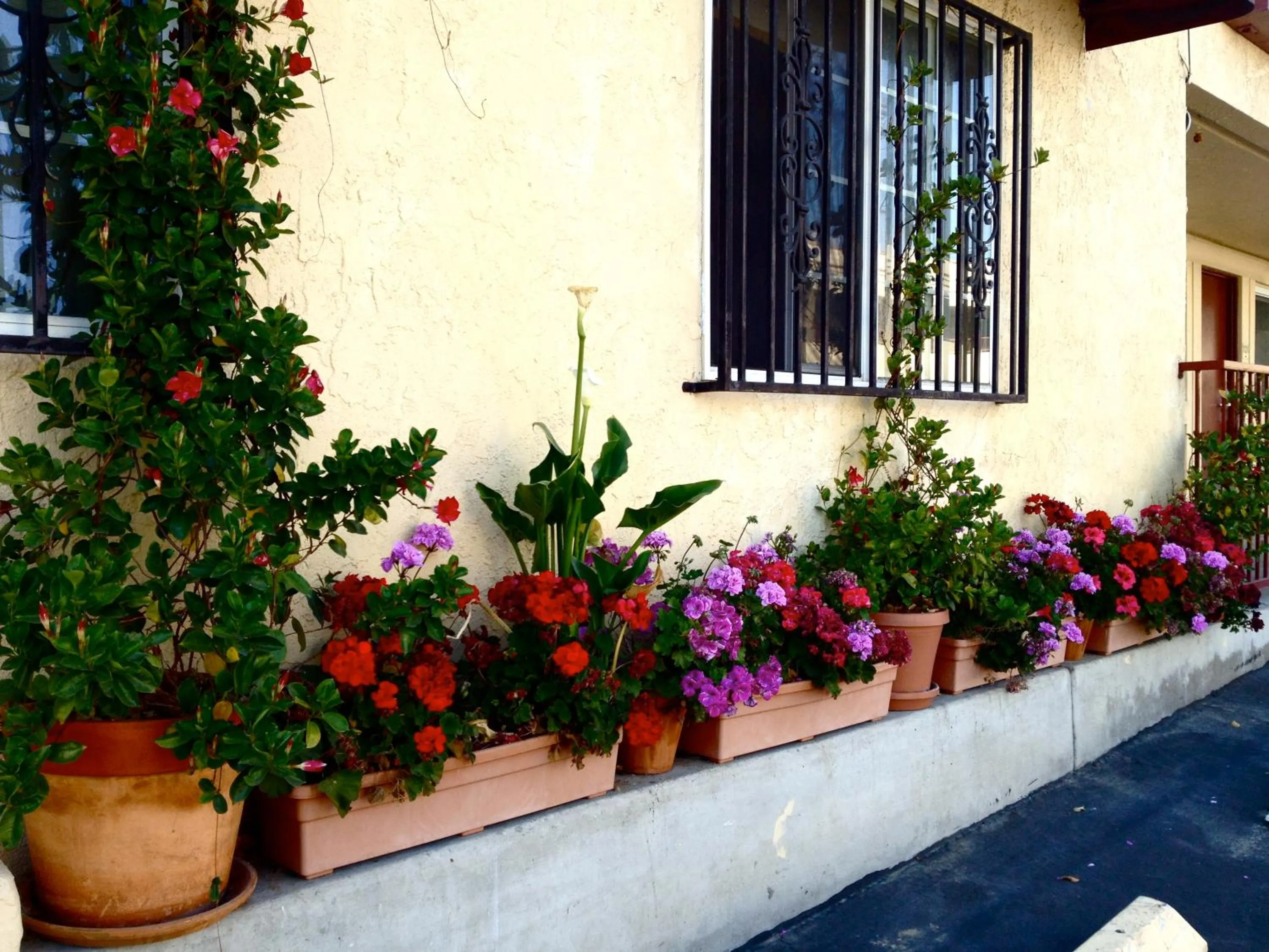 Garden in Harvey's Motel SDSU La Mesa San Diego