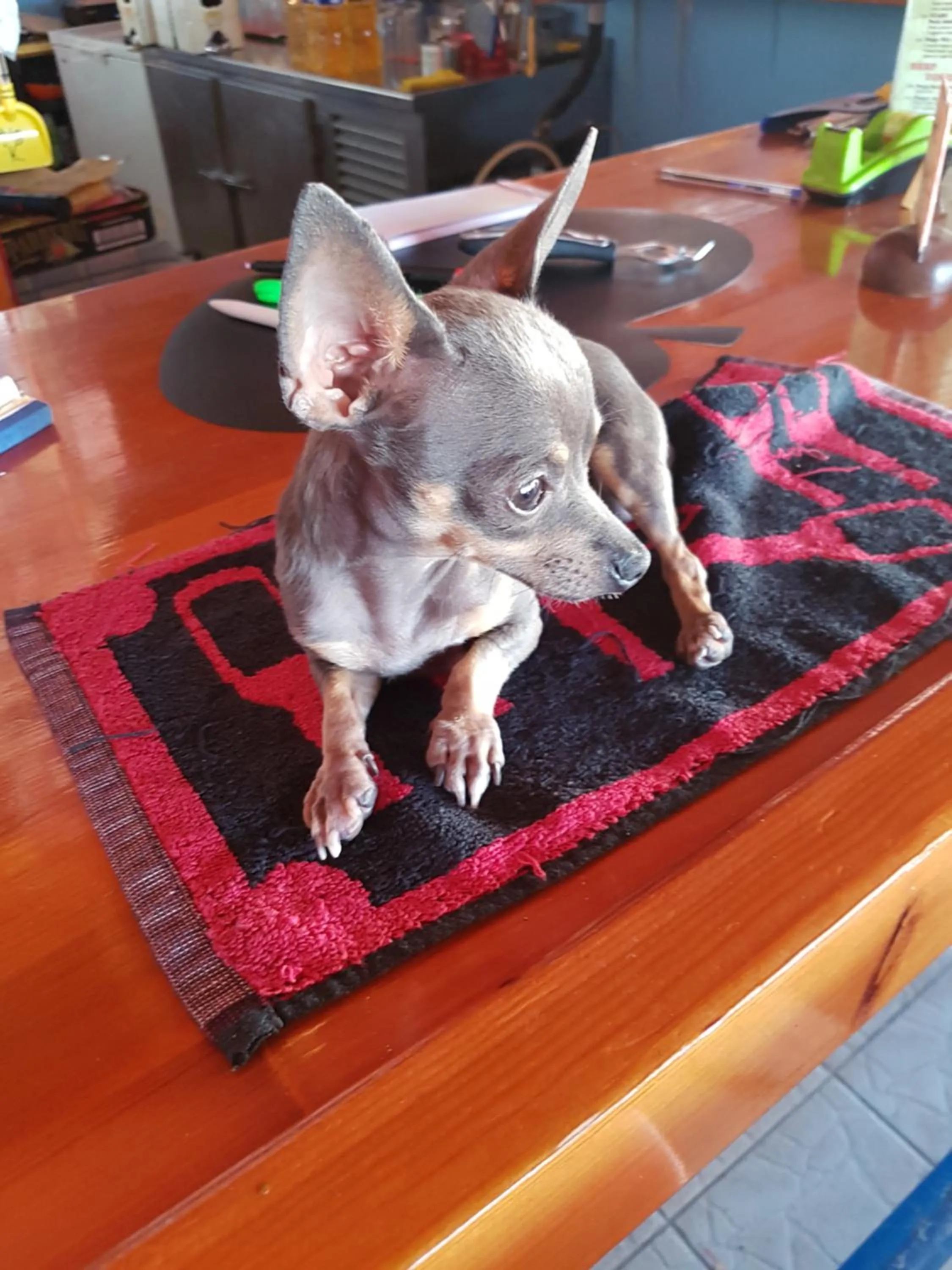 Animals in Stars Hotel