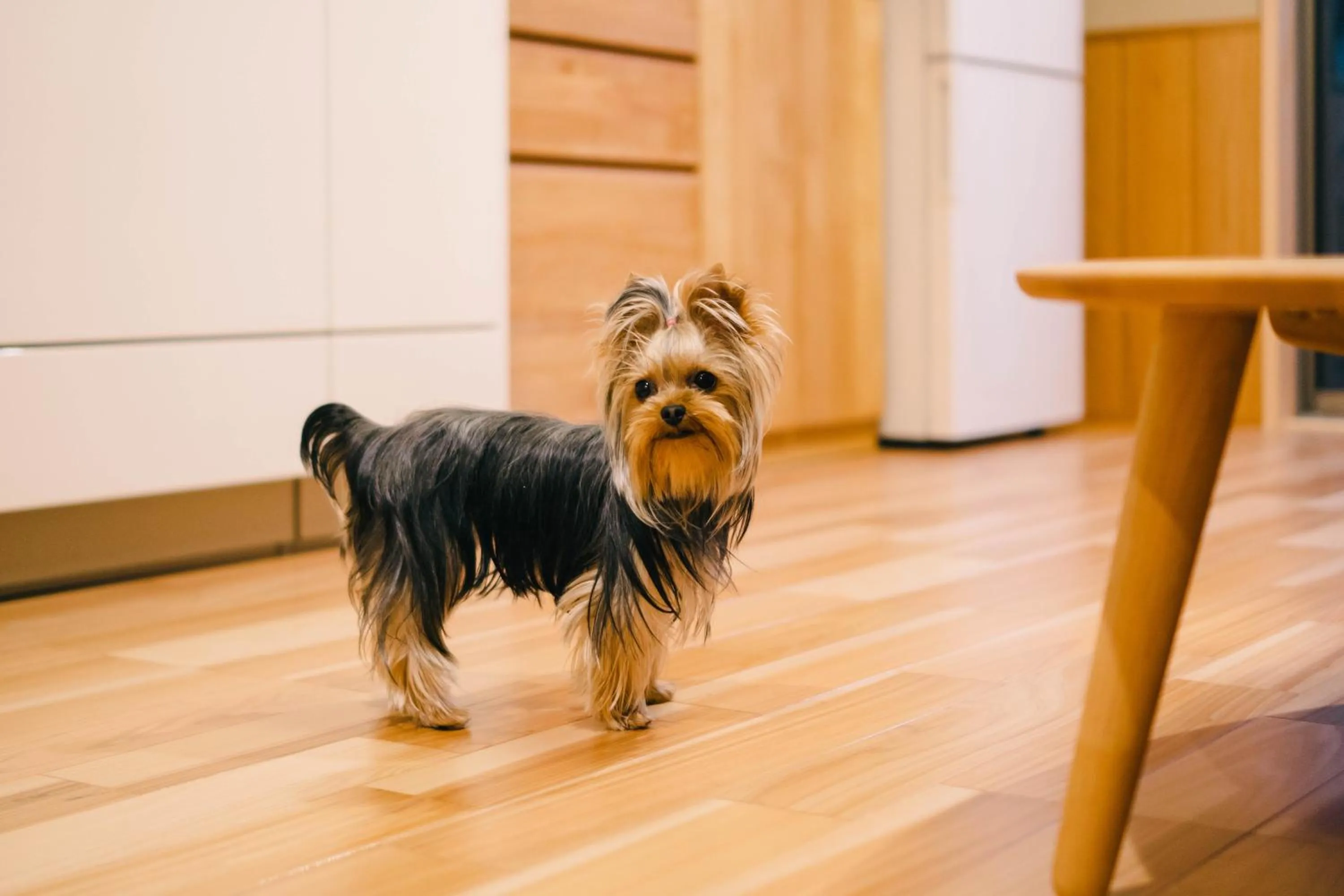 Pets in Miro Kujo Kawaramachi Tei