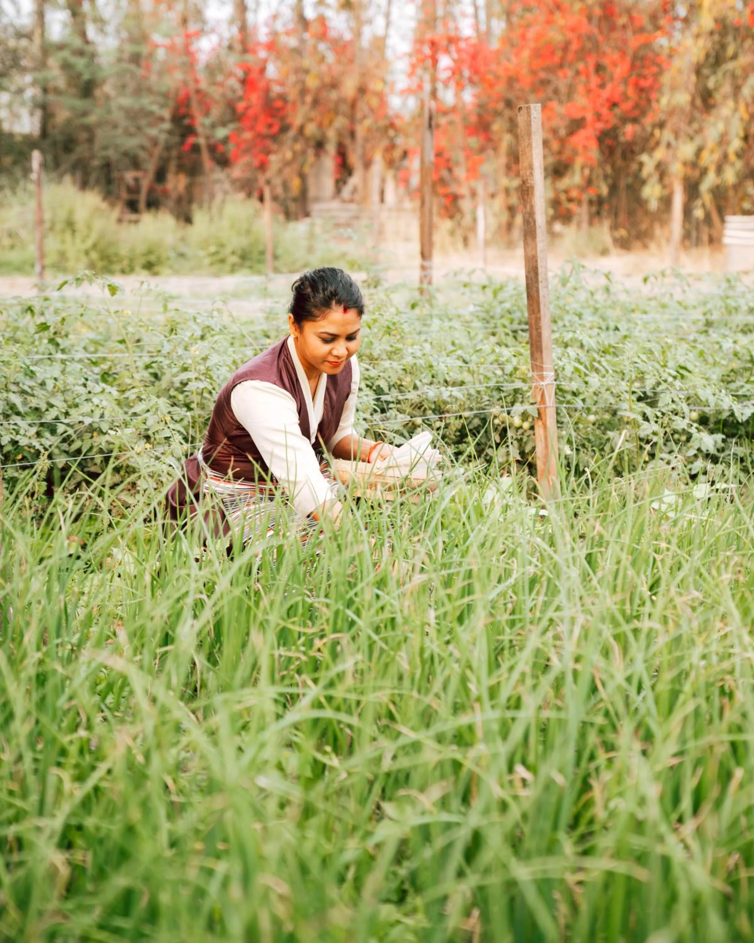 Day in Hokke Lumbini