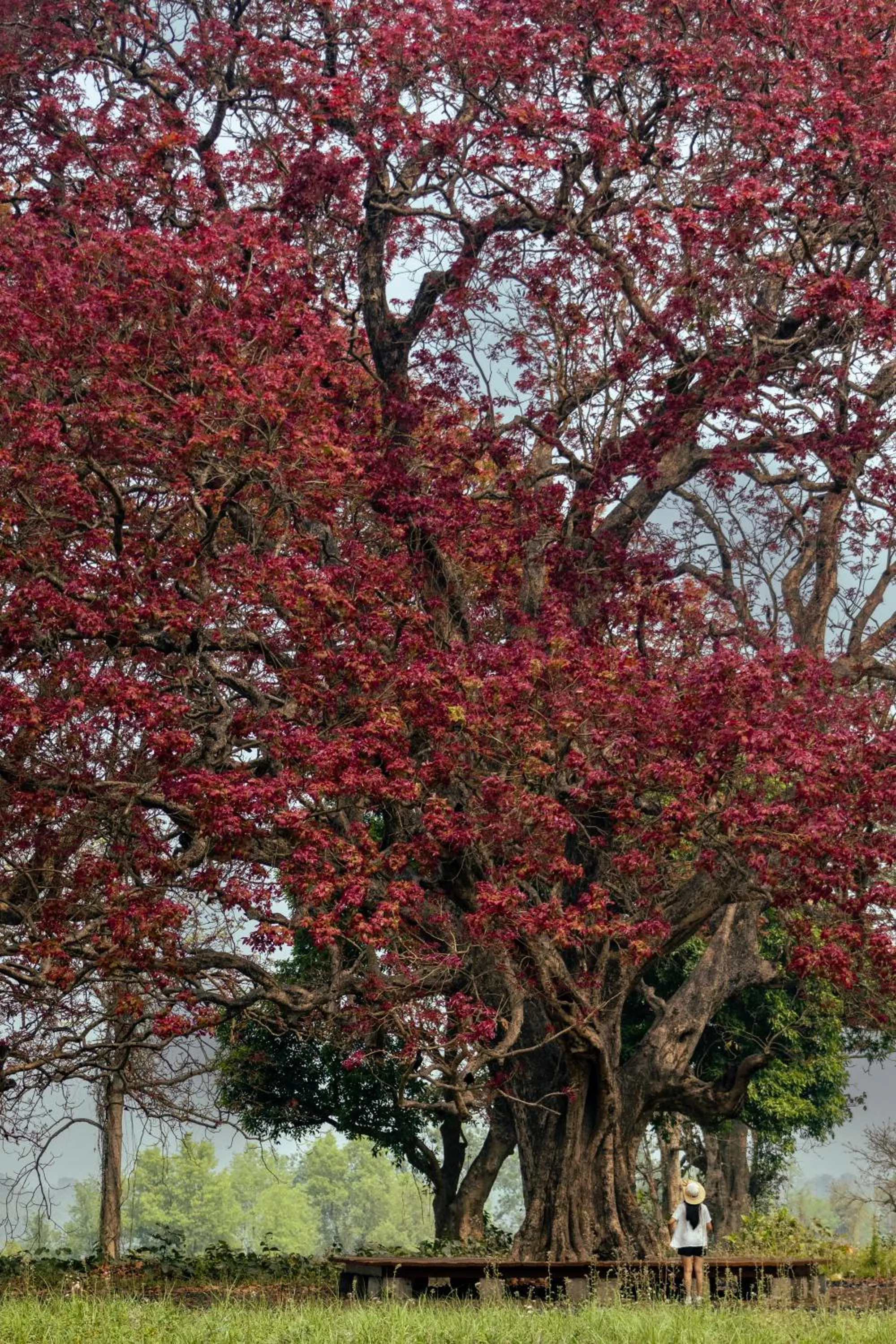 Day in Hokke Lumbini