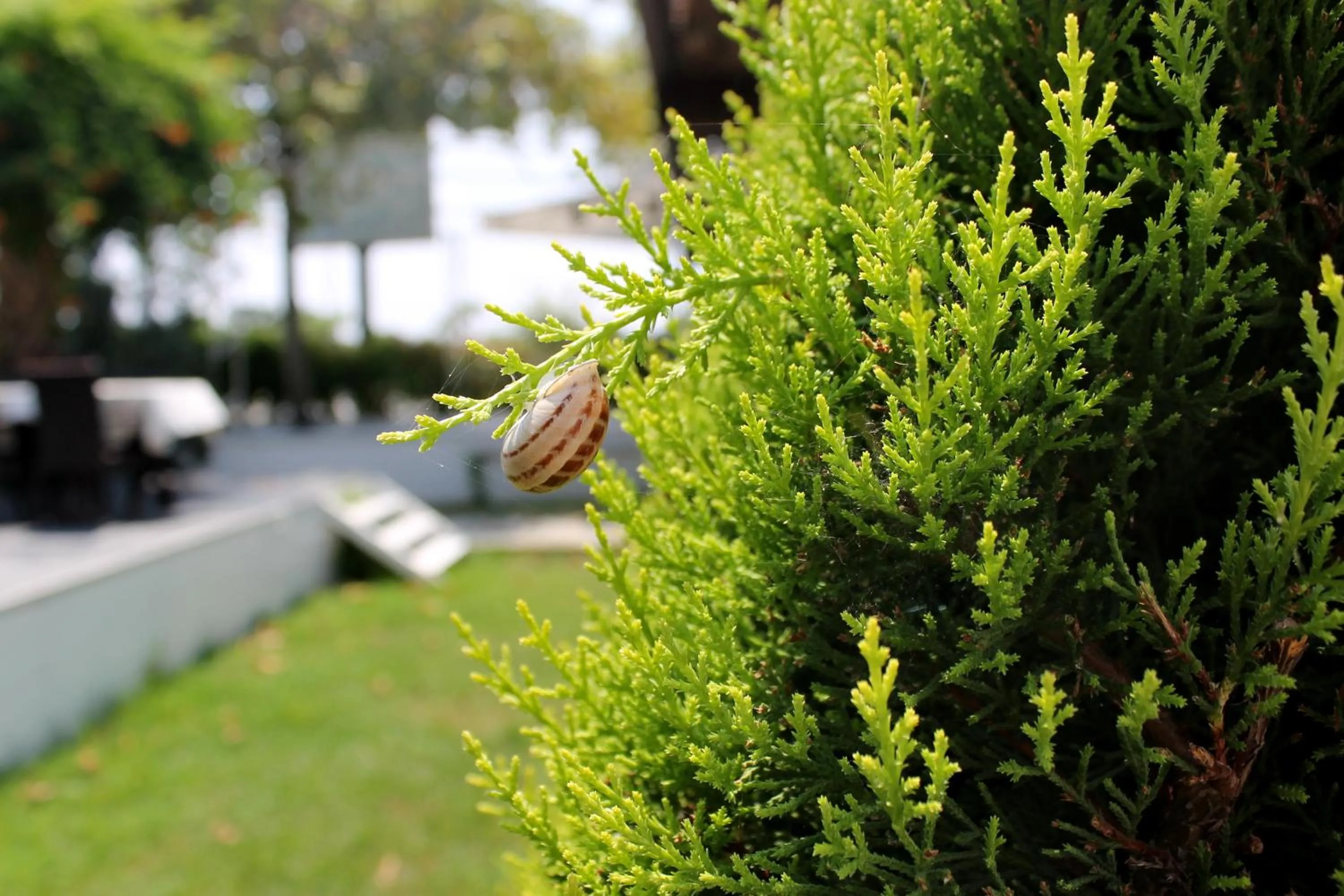 Garden in Irem Garden Hotel & Apartments