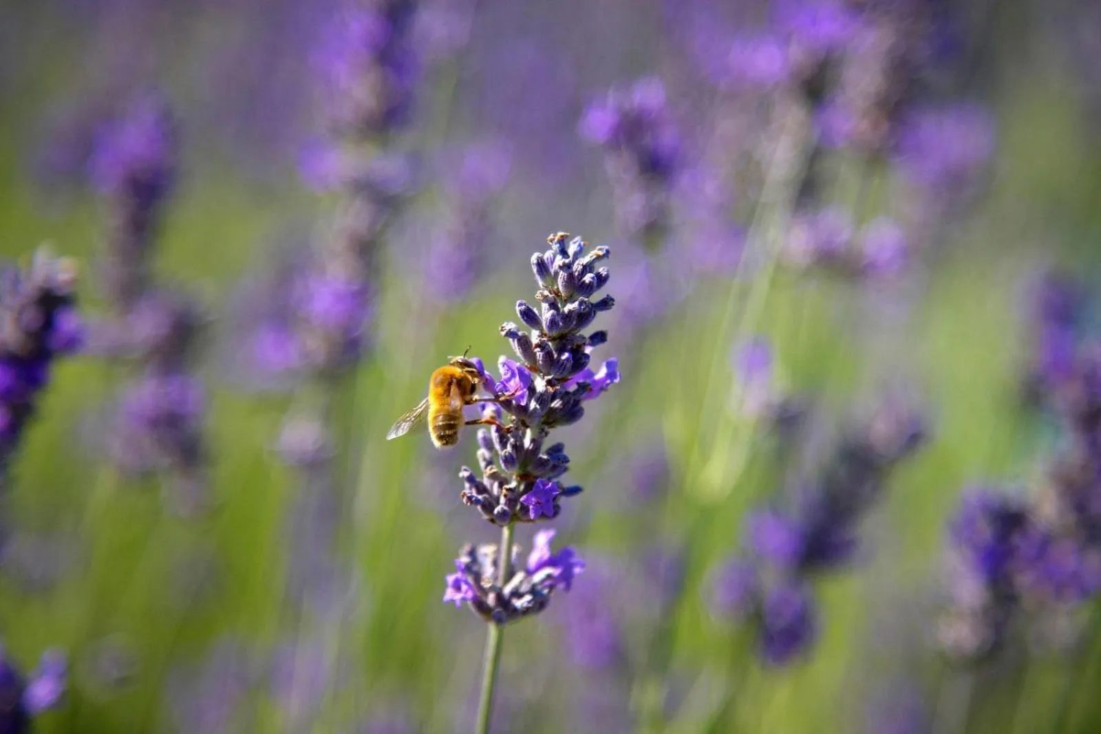 Garden in Hotel Milleluci