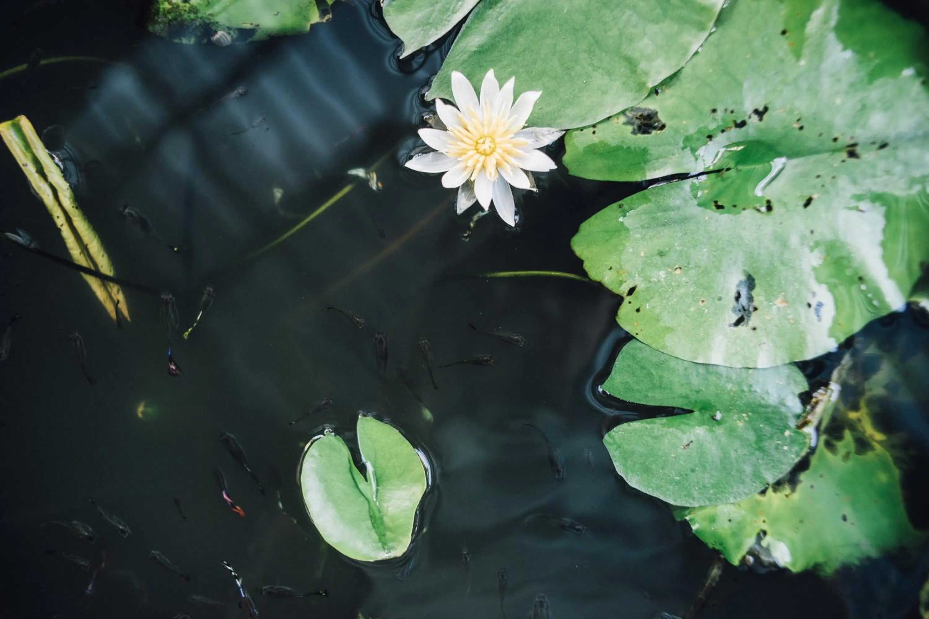 Animals in Kristi House