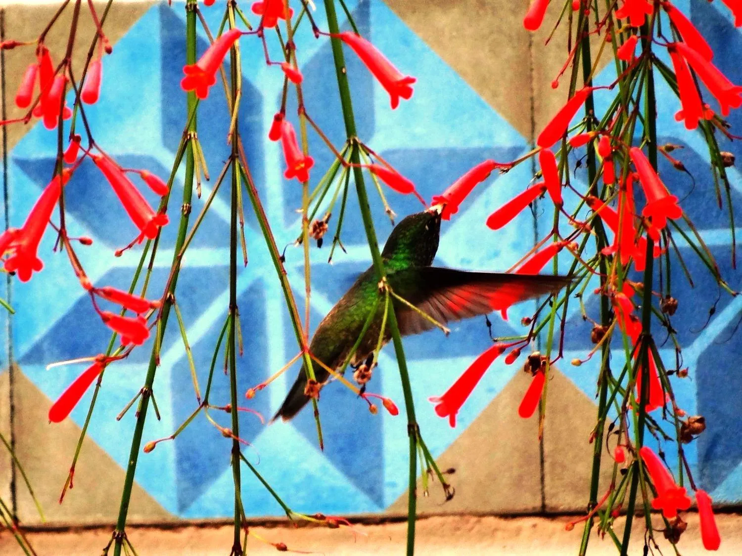 Garden in Recanto das Andorinhas Studios