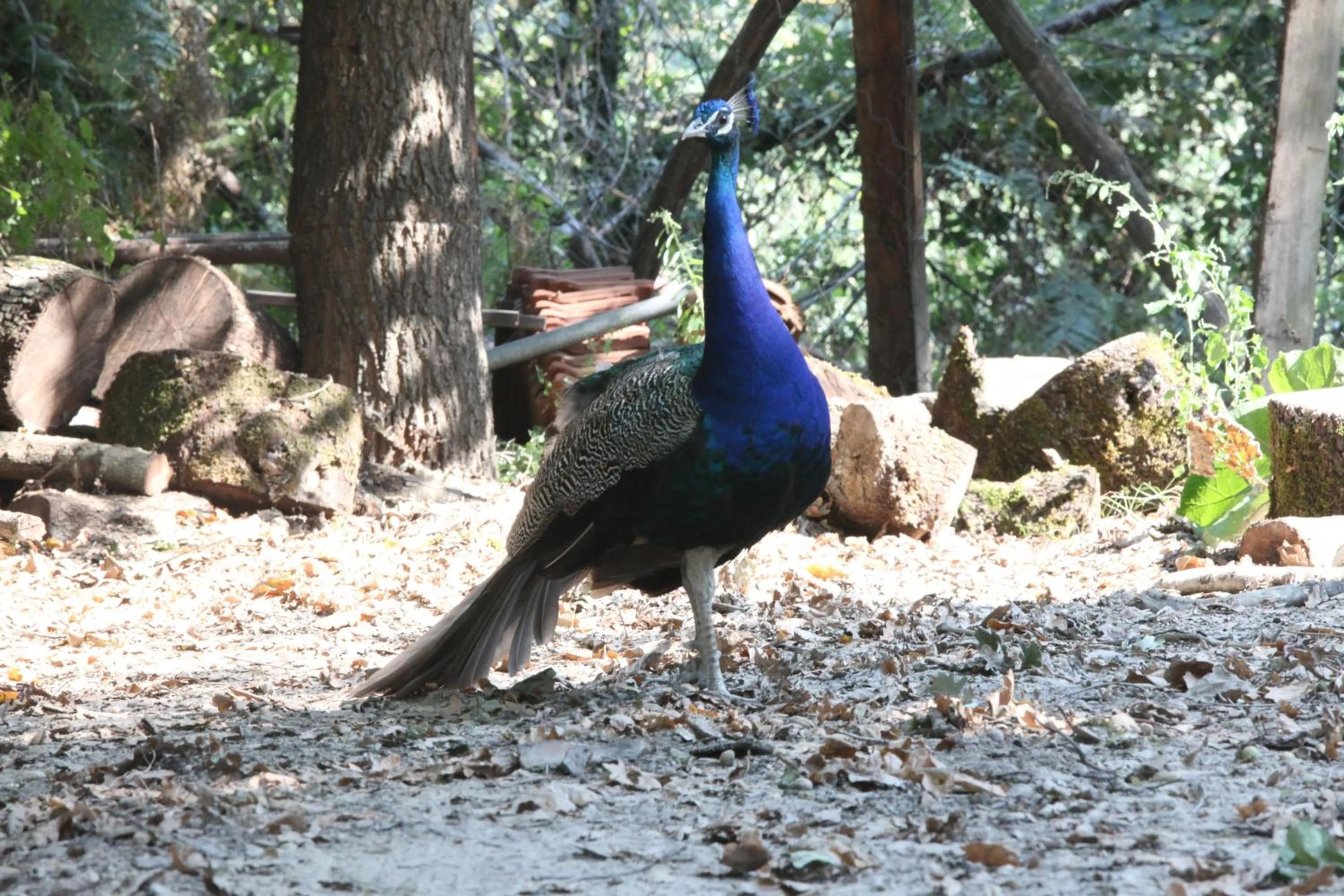 Other in Hotel Nemesis