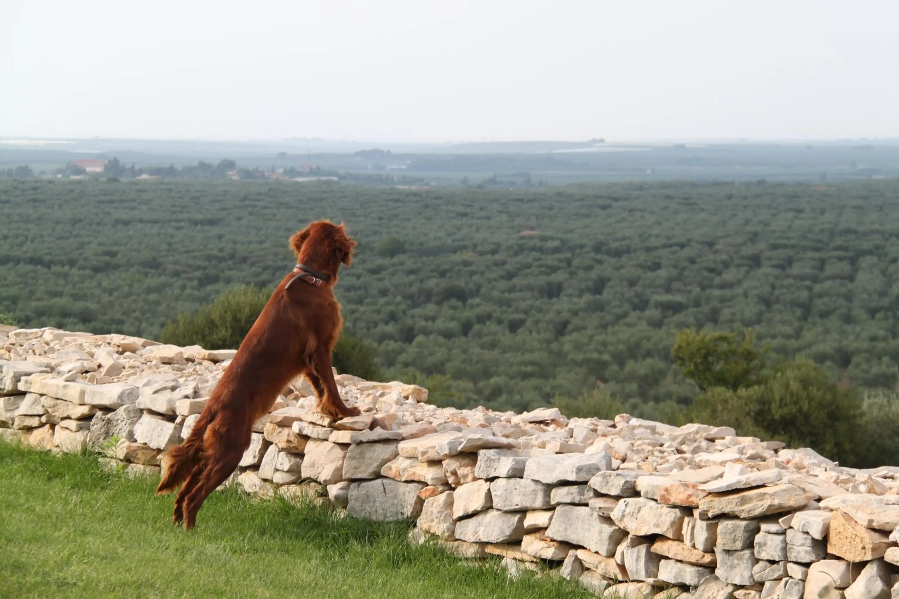 Animals in Lama Di Luna Biomasseria