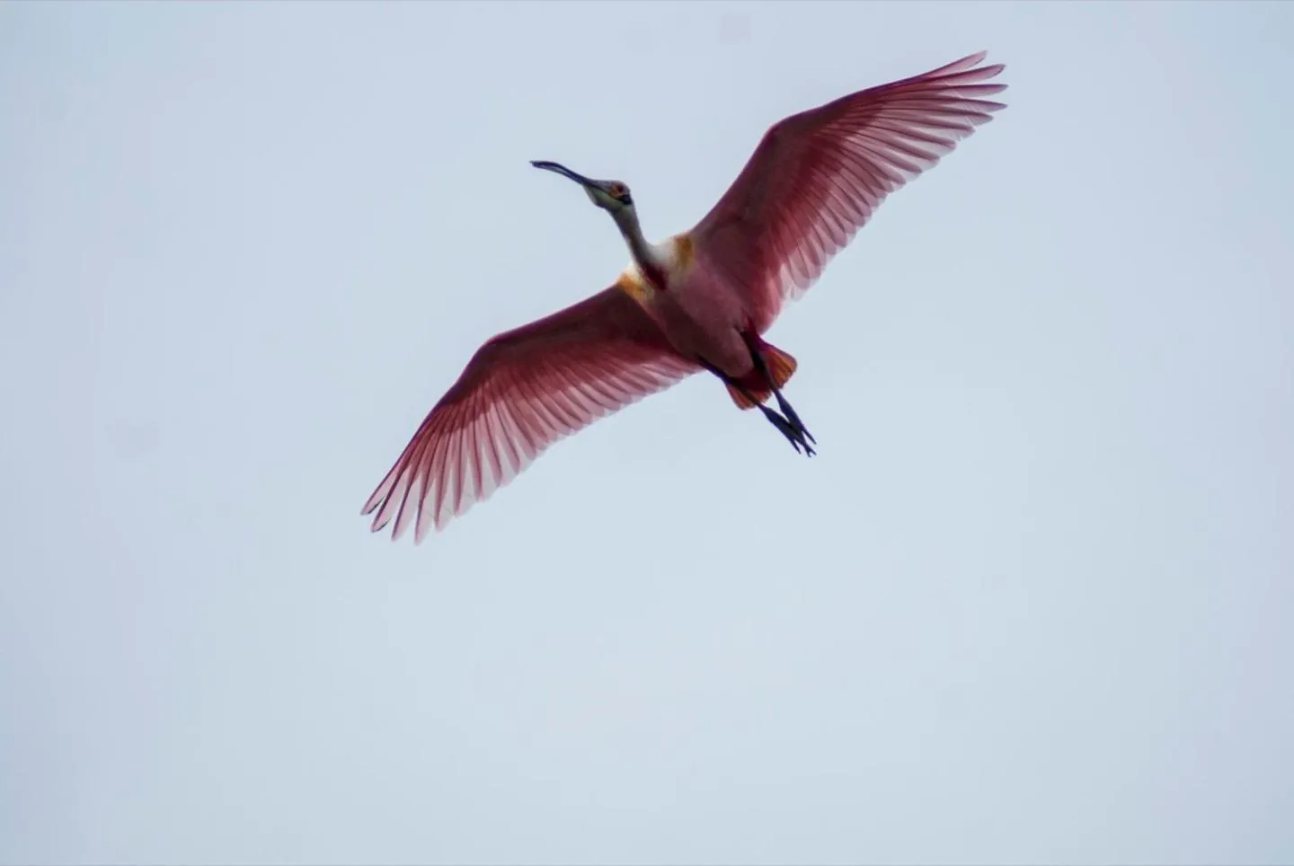 Animals in Coccoloba Beach Hotel