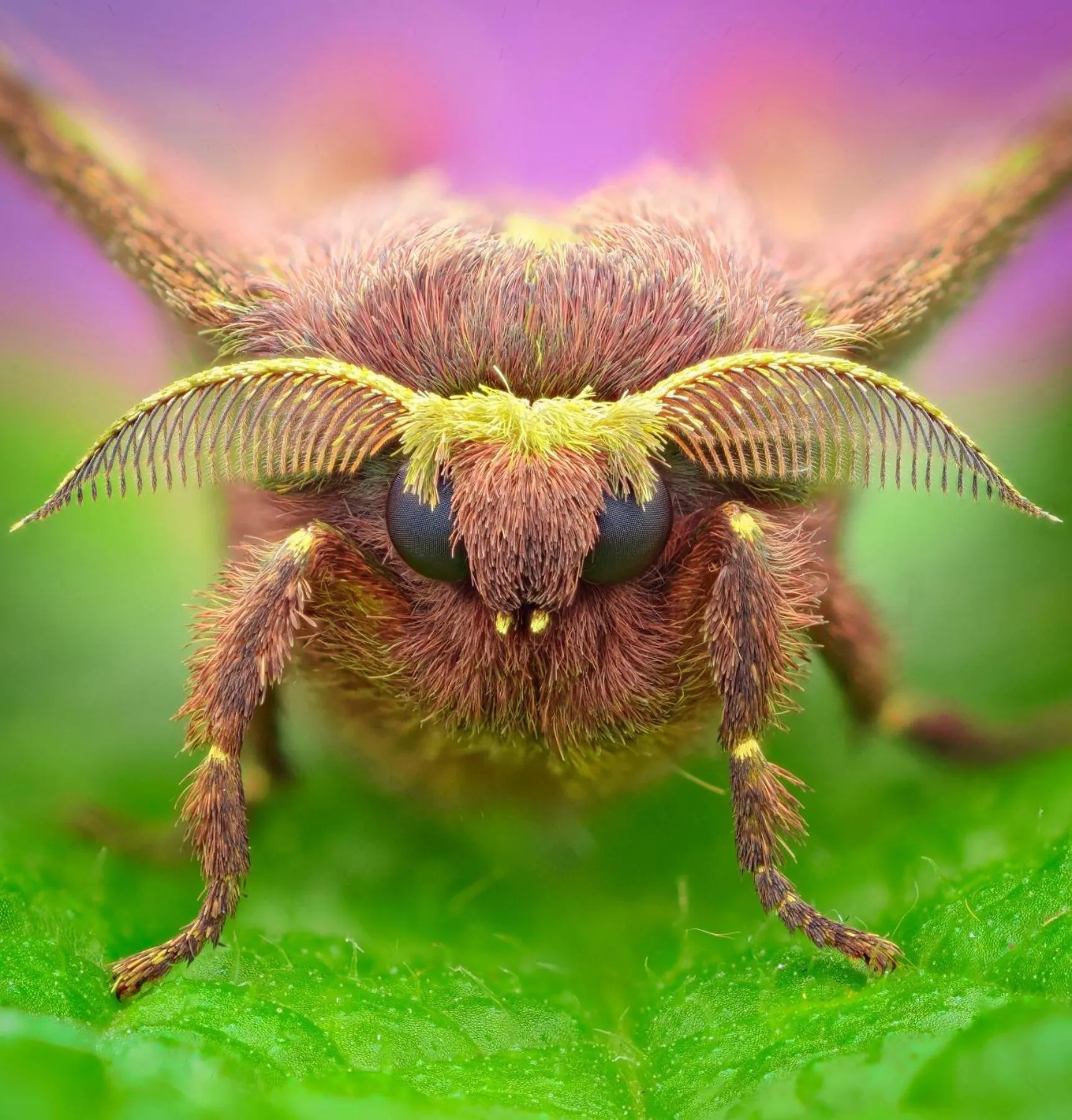 Animals in Villa Blanca Cloud Forest Hotel & Retreat