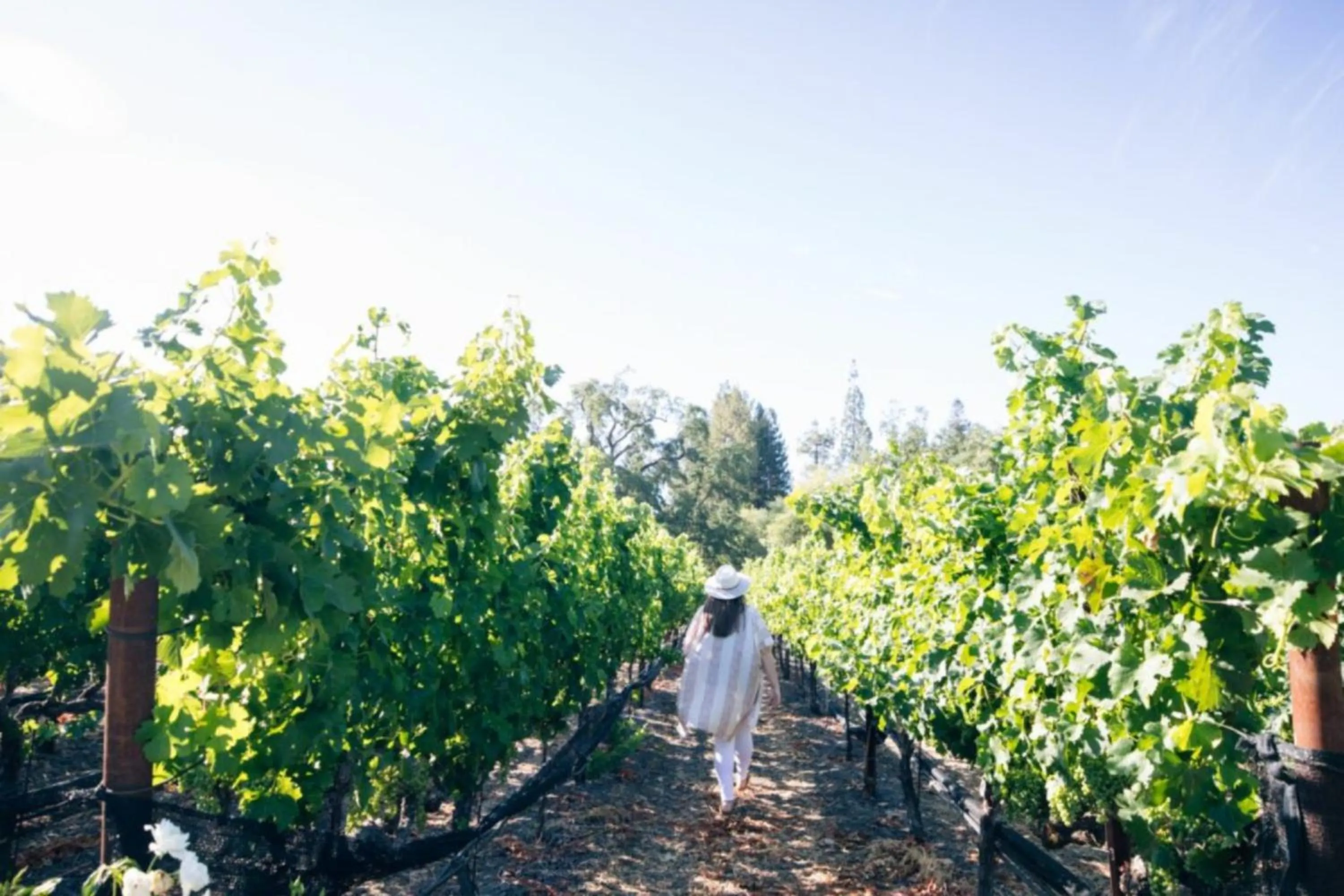 Natural landscape in The Estate Yountville