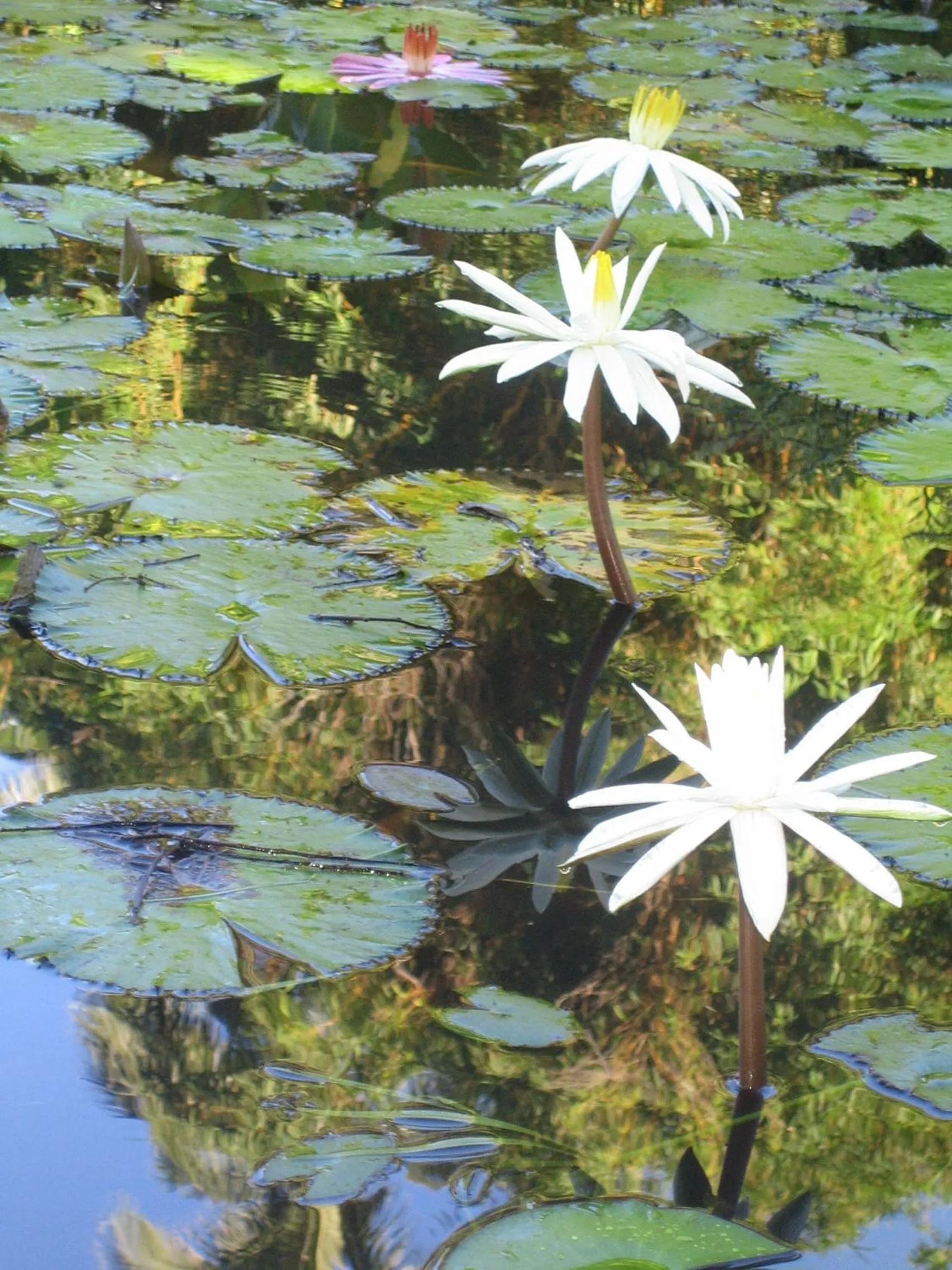 Lake view in Vanira Lodge