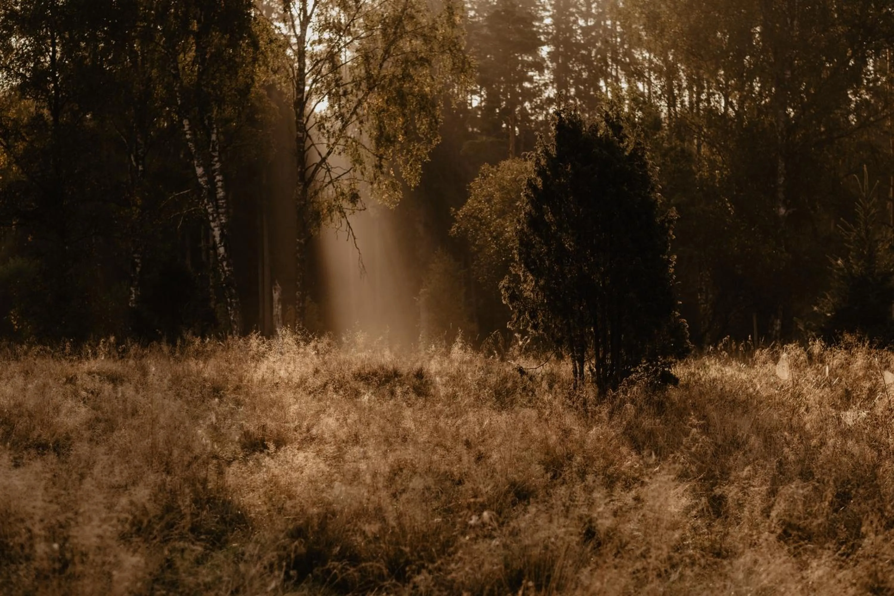 Natural landscape in Stiftsgården Tallnäs