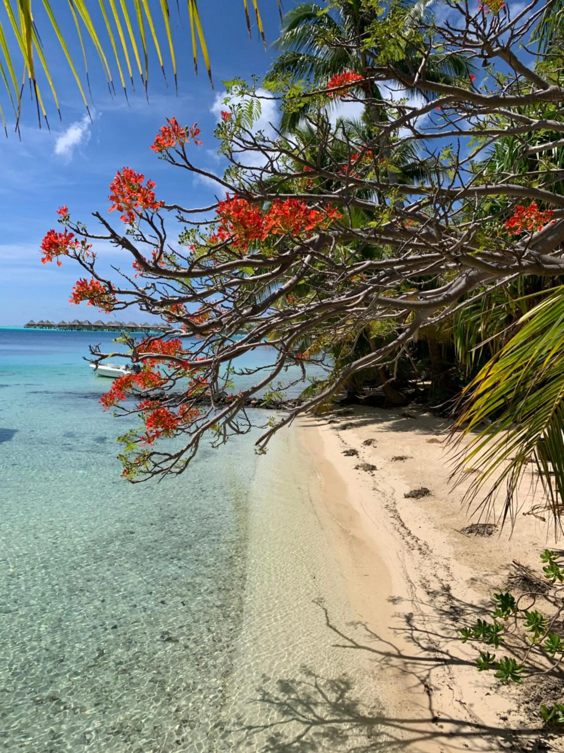 Natural landscape in Maitai Bora Bora