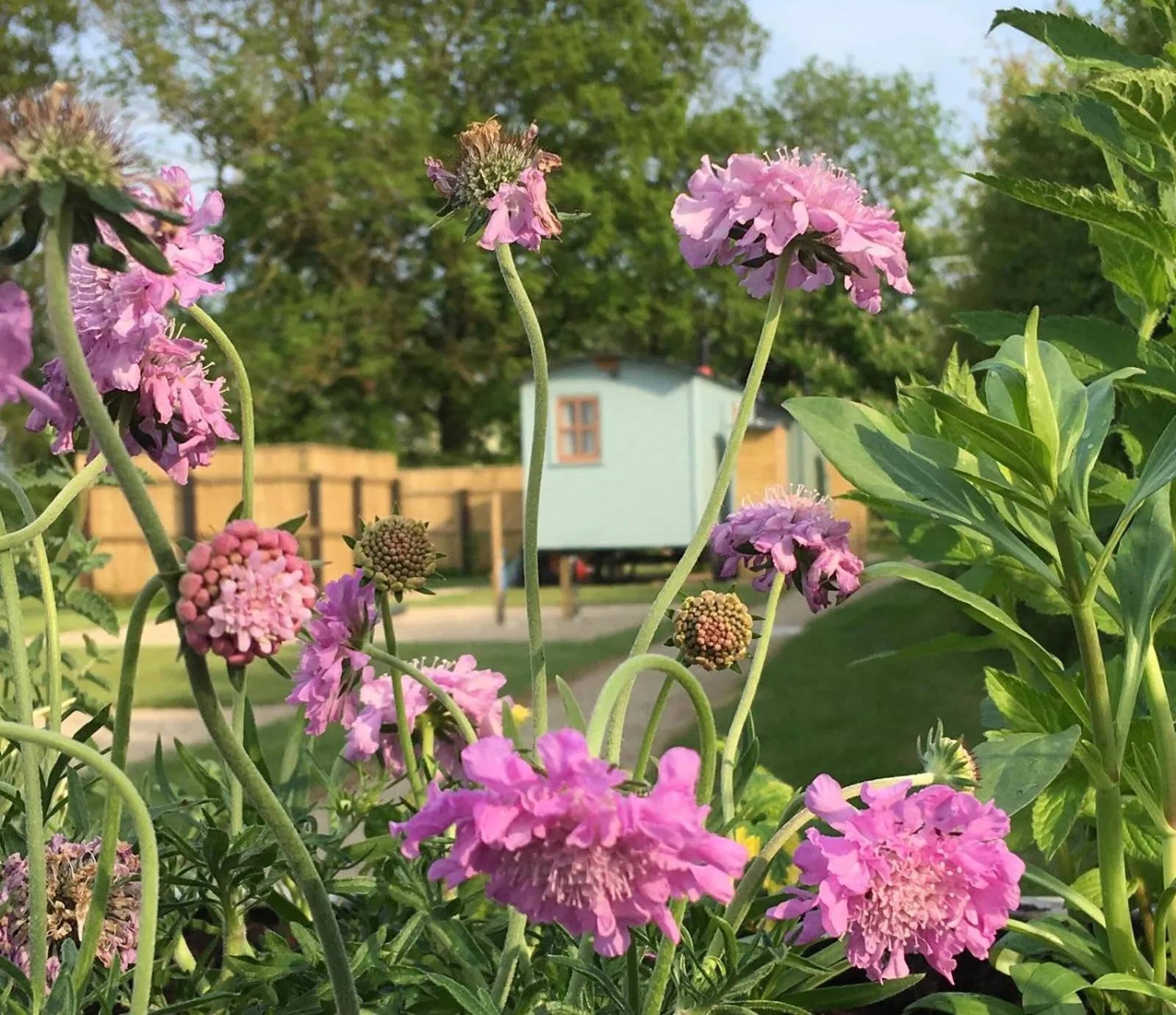 Spring in Morndyke Shepherds Huts