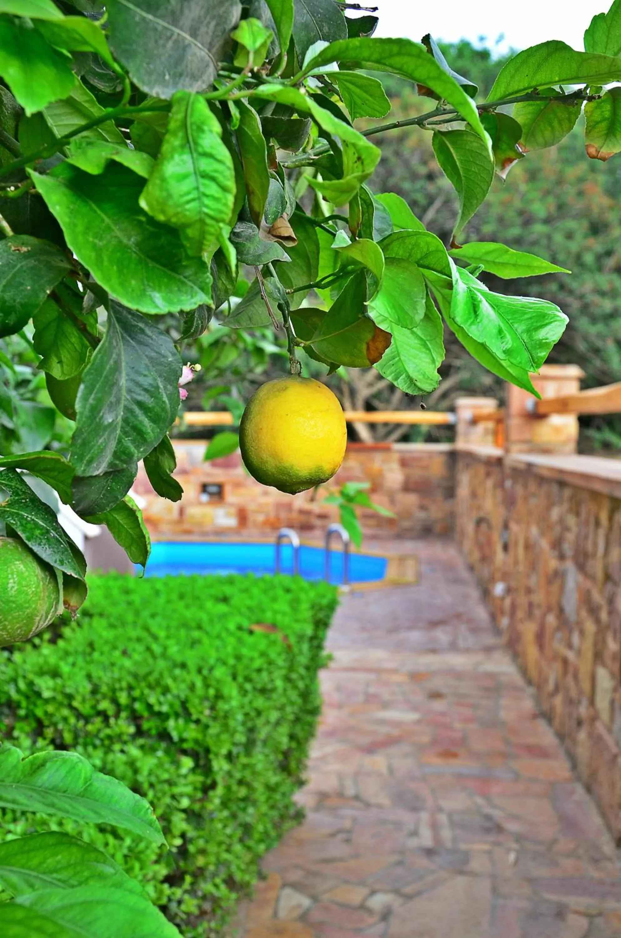 Garden in Mastiha Villas in Town