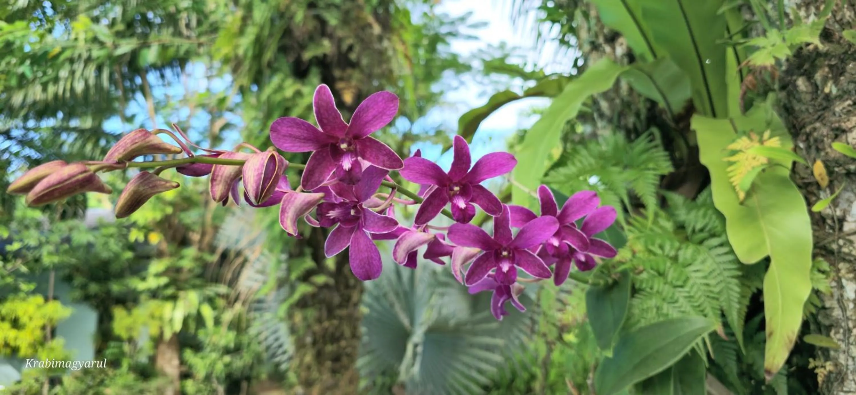 Garden in Sabai Resort