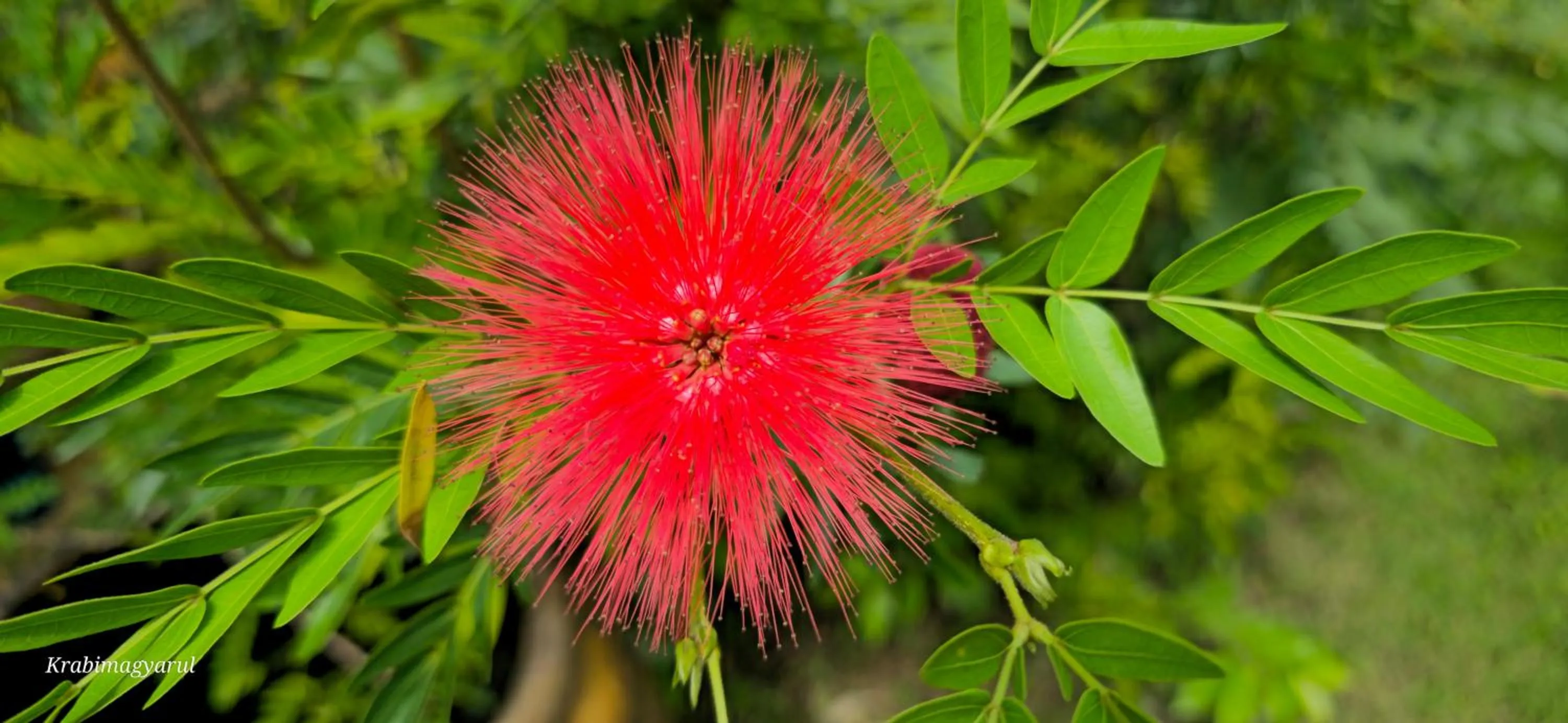 Garden in Sabai Resort