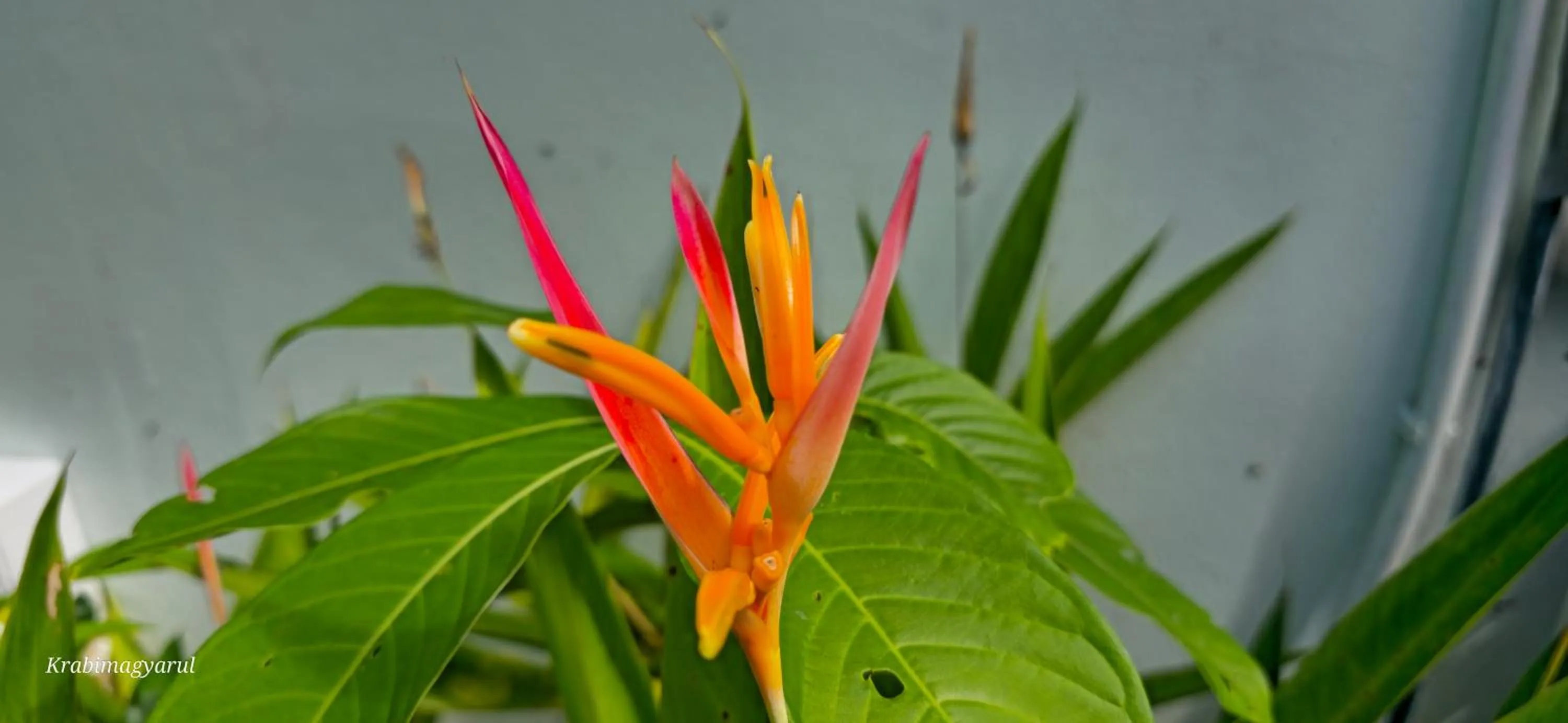 Garden in Sabai Resort