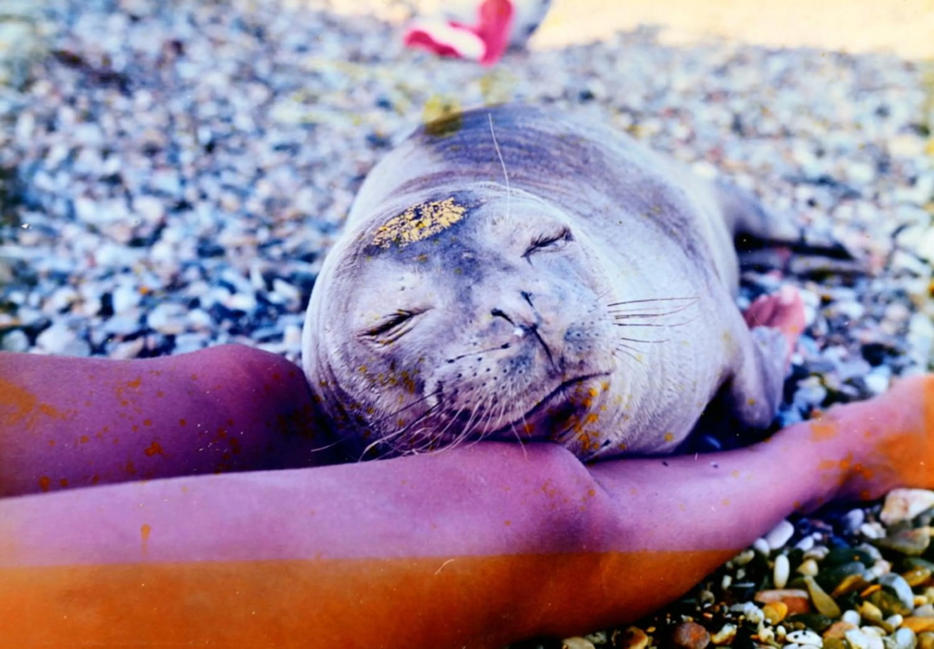 Pets in Pension Votsi