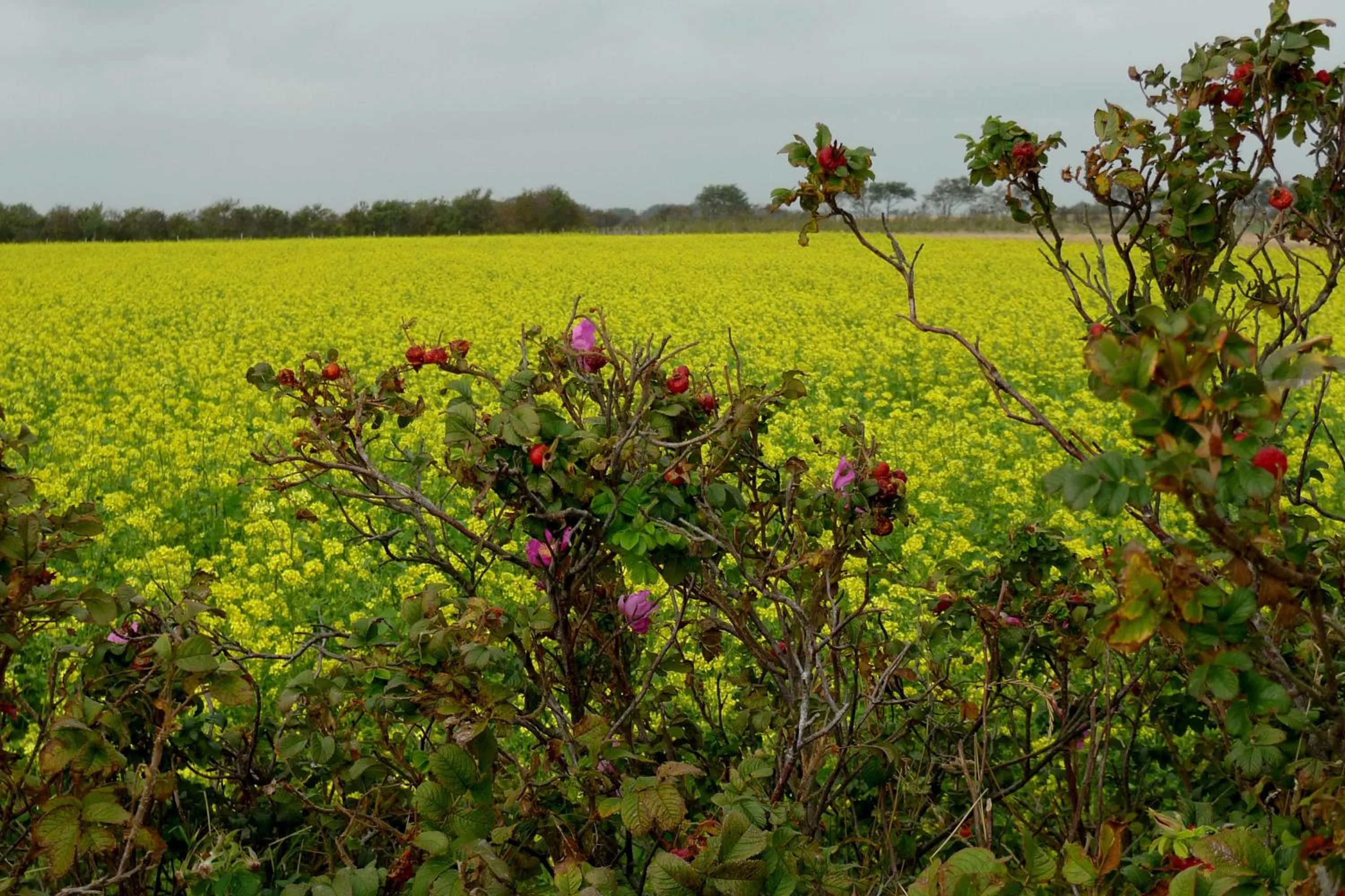 Other in Haus am Meer